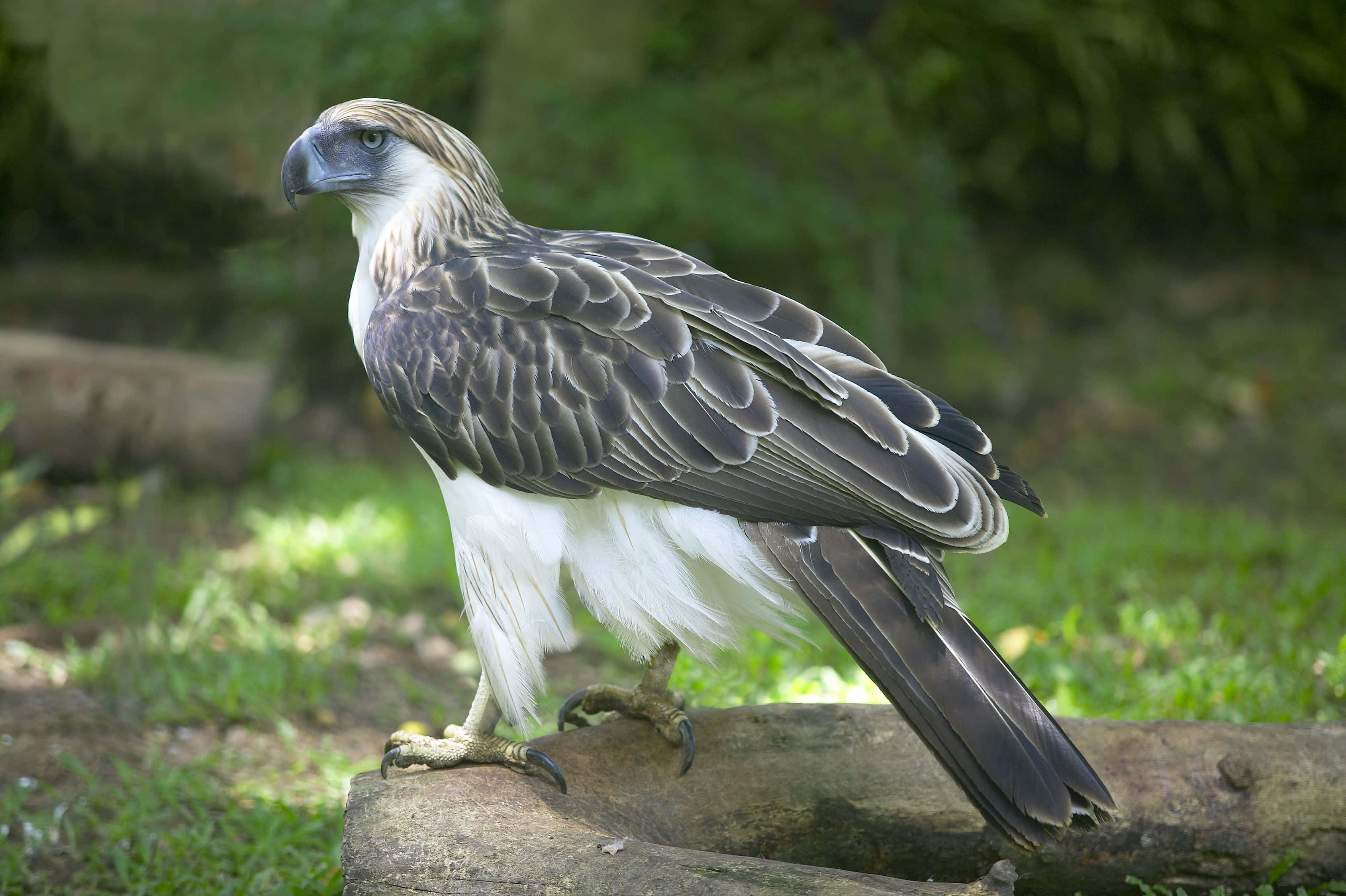 Philippine eagle, mossy log, lush green forest, 2K Desktop Wallpaper