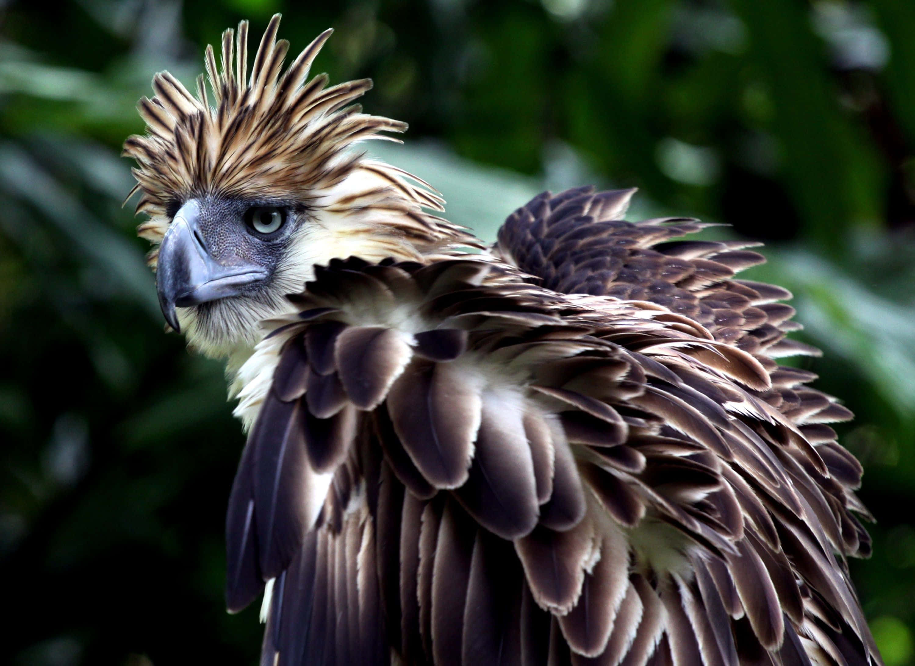 Philippine eagle, spiky brown and white head feathers, sharp gray beak, 2K Desktop Wallpaper