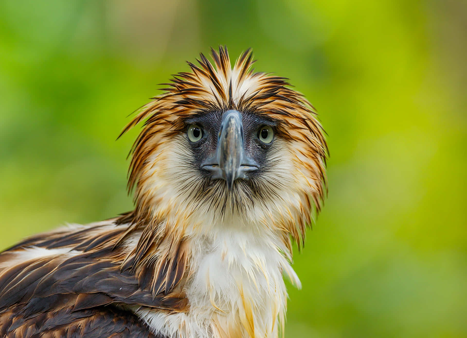 Philippine eagle, green eyes, spiky brown and white feathers, Full HD Desktop Wallpaper