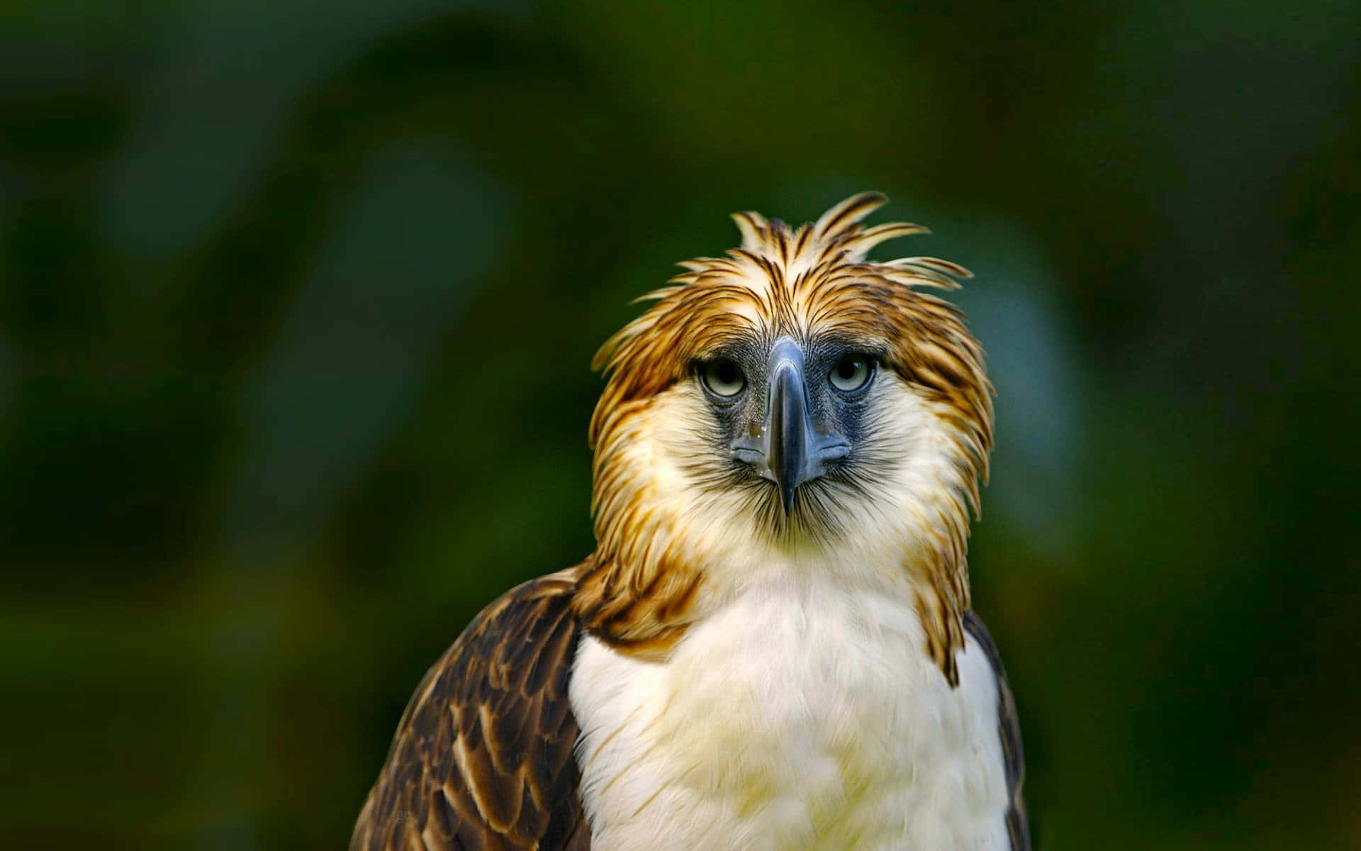 Philippine eagle, blue eyes, feathered crest, Full HD Desktop Wallpaper