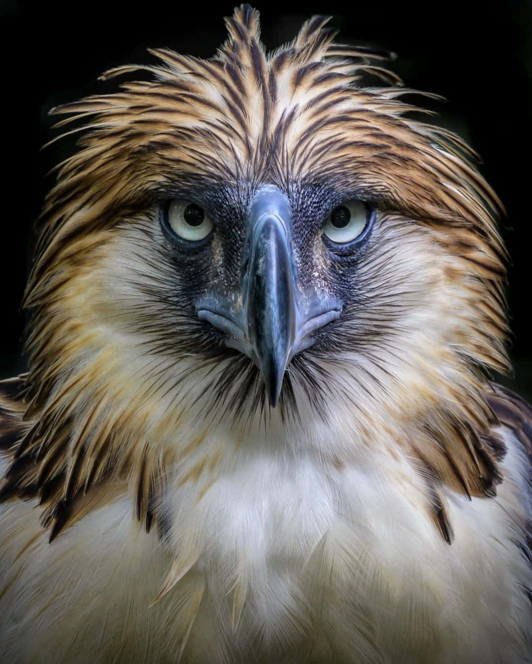 Philippine eagle, piercing green eyes, sharp hooked beak, HD Phone Wallpaper