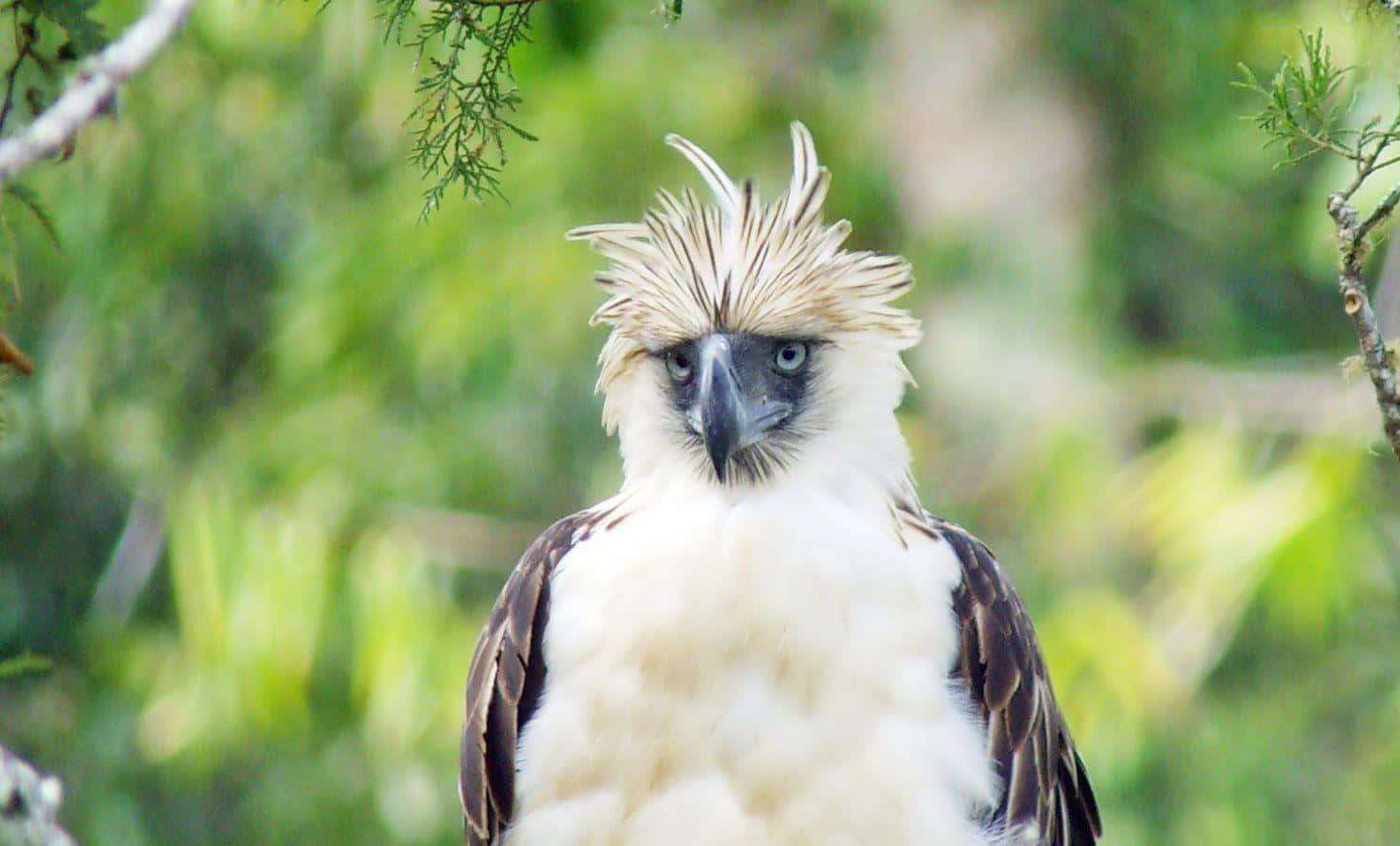 Philippine Eagle, shaggy white crest, piercing blue eyes, HD Desktop Wallpaper