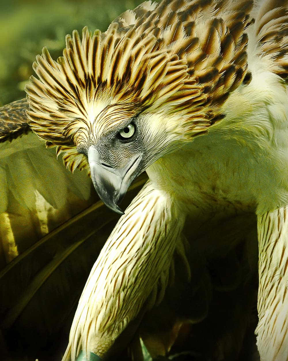 Philippine eagle, green eyes, golden brown feather patterns, SD Phone Wallpaper