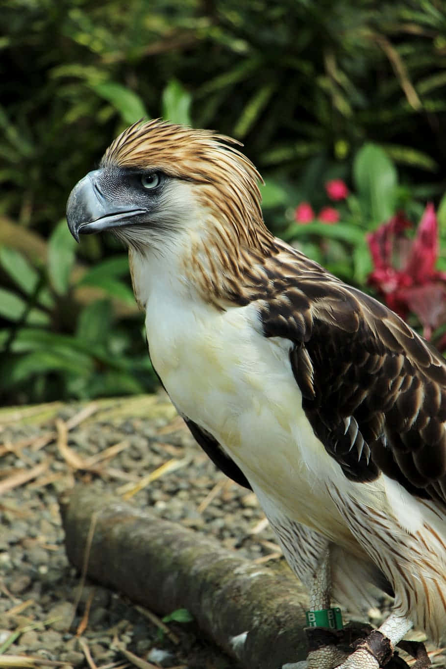 Philippine Eagle, log, lush green foliage, HD Phone Wallpaper