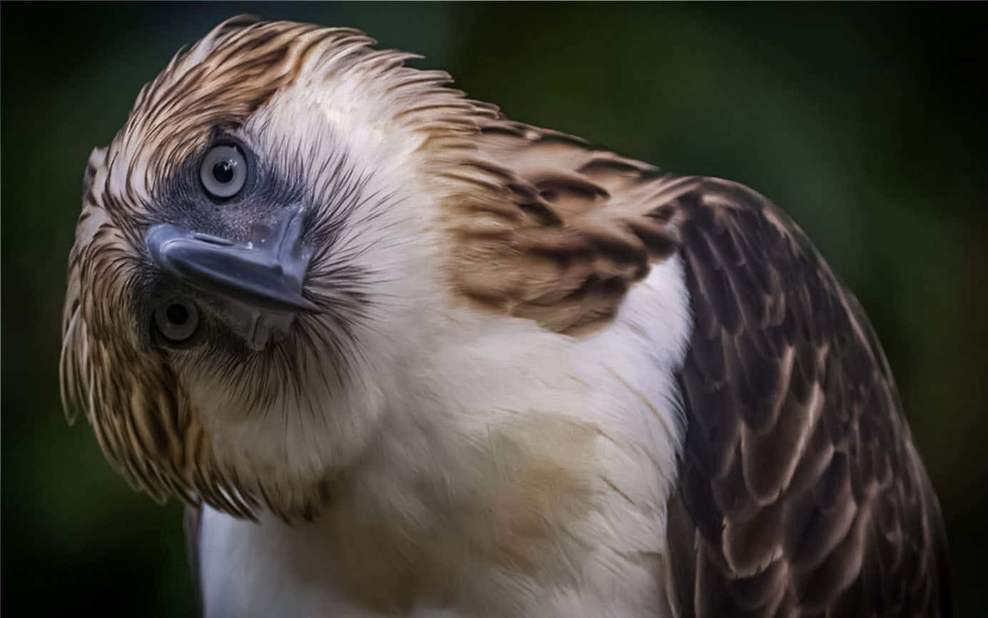 Philippine Eagle, blue eyes, brown and white feathers, HD Desktop Wallpaper