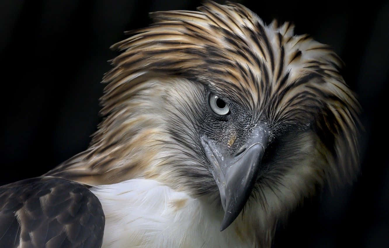 Philippine eagle, striking striped head feathers, piercing gaze, HD Desktop Wallpaper
