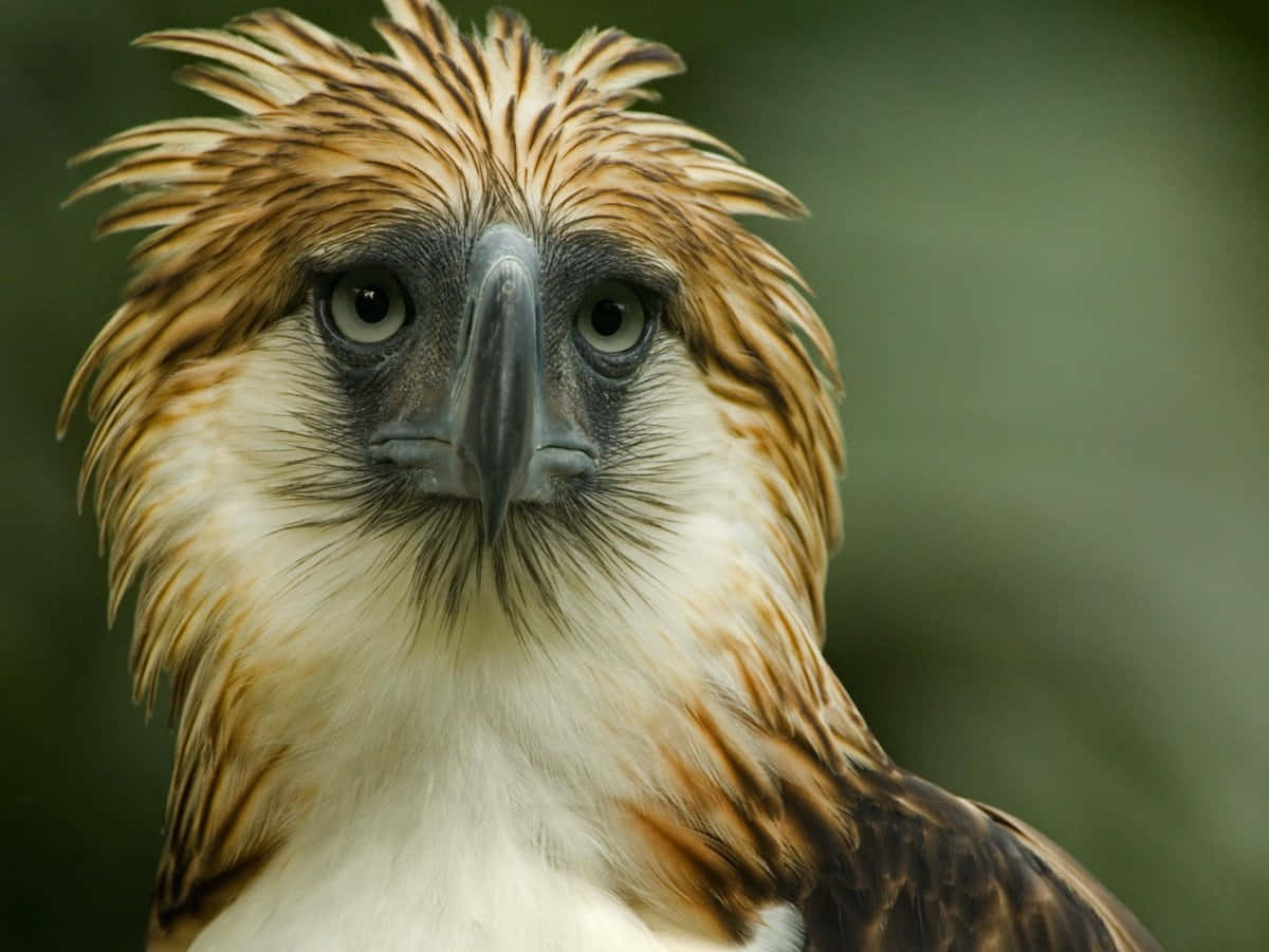 Philippine Eagle, piercing eyes, shaggy golden-brown feathers, SD Desktop Wallpaper