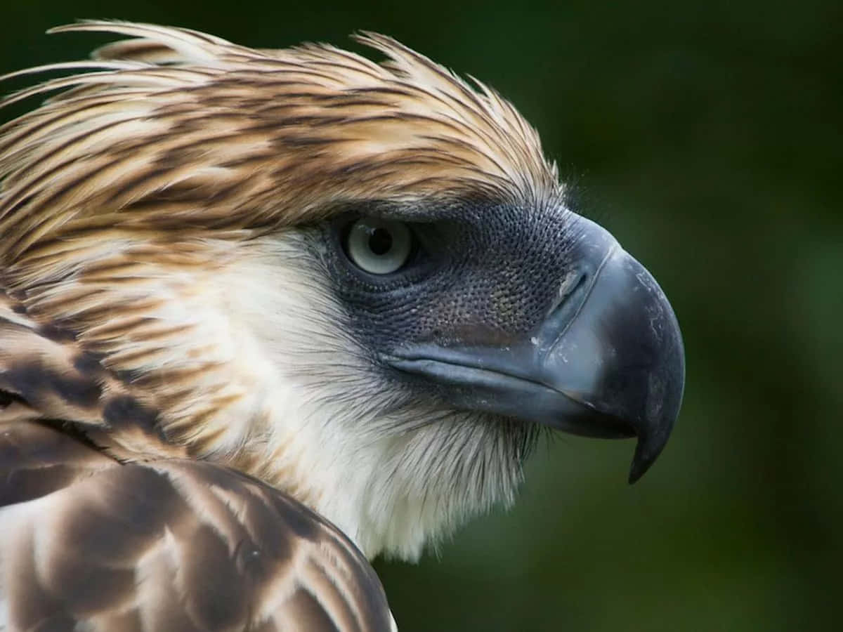 Philippine eagle, intense gaze, detailed feather texture, SD Desktop Wallpaper