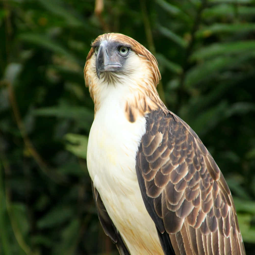 Philippine eagle, cream chest, brown wings, SD Desktop Wallpaper