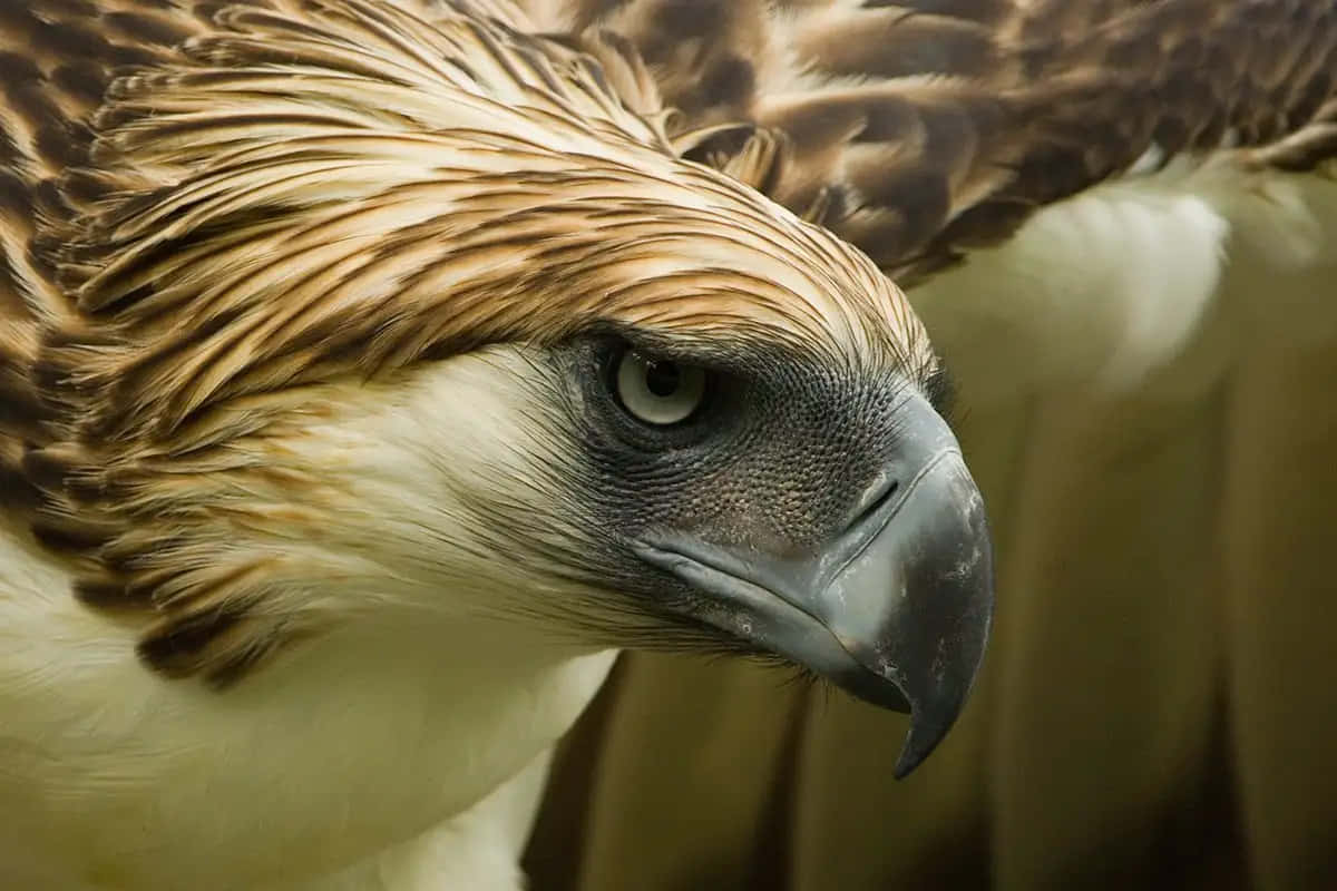 Philippine eagle, close-up, intense gaze, SD Desktop Wallpaper