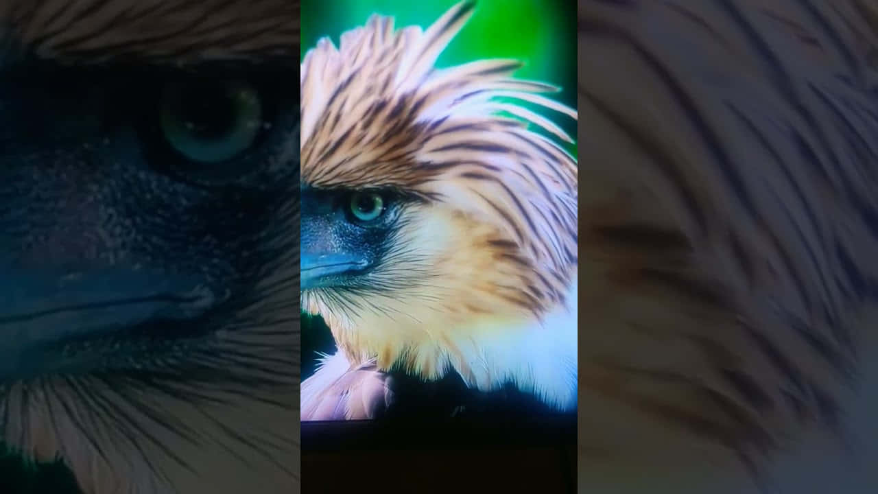 Philippine Eagle, piercing green eyes, detailed feather texture, HD Desktop Wallpaper