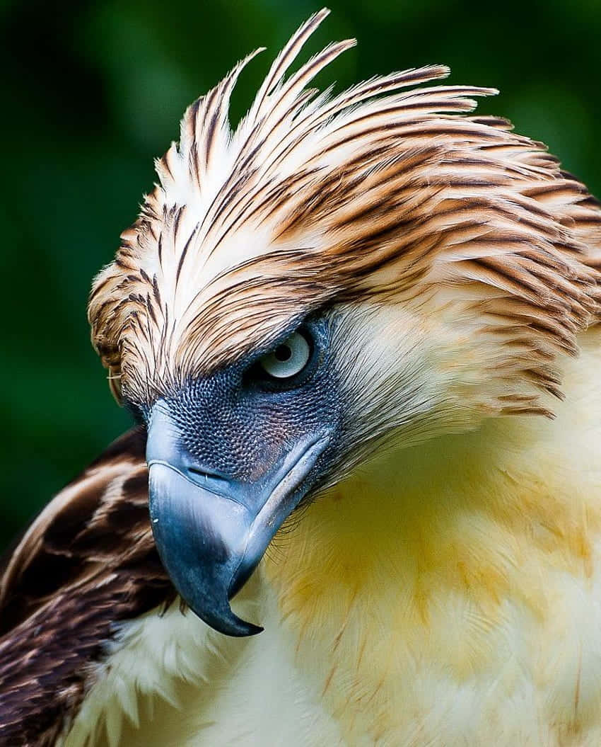 Philippine eagle, blue eyes, curved beak, SD Phone Wallpaper