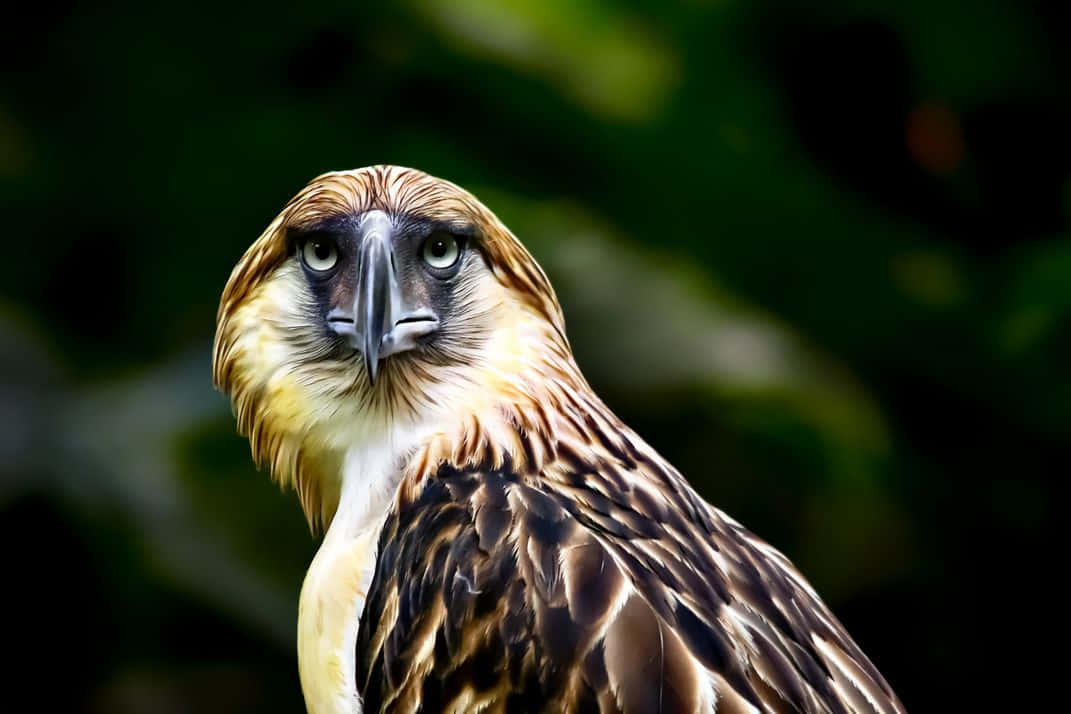 Philippine eagle, piercing eyes, brown feathers, SD Desktop Wallpaper