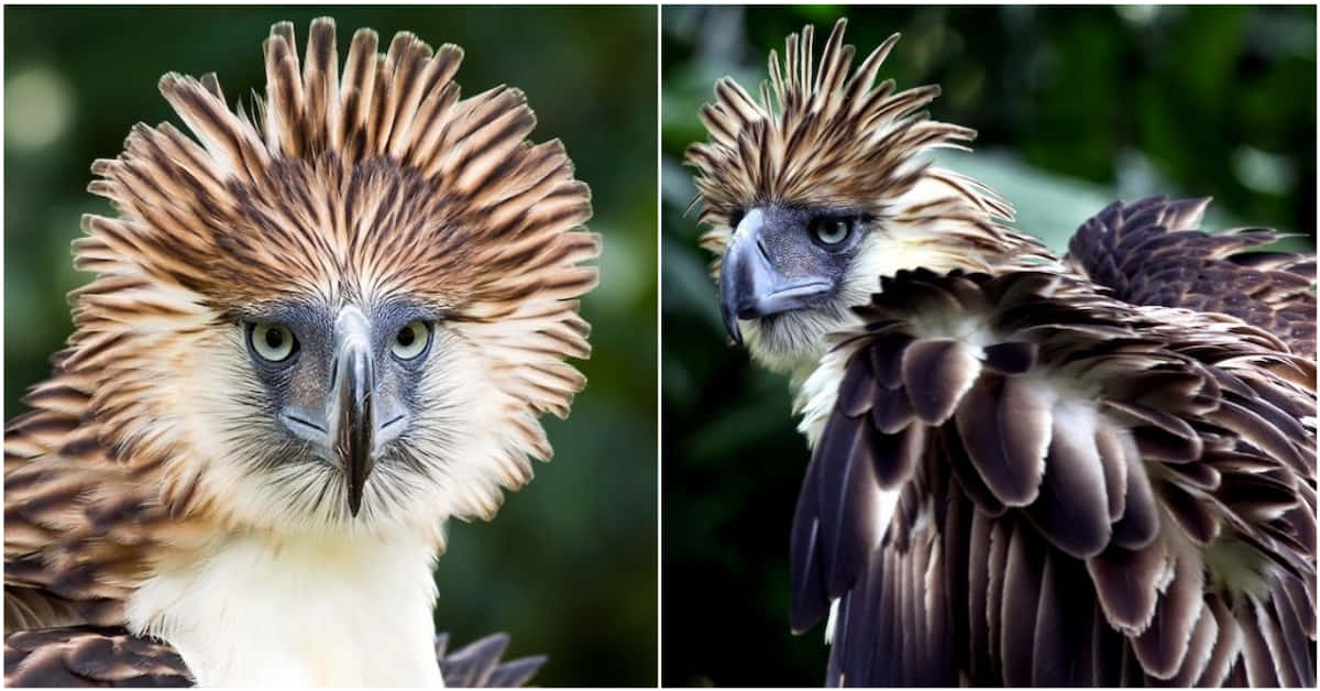 Philippine eagle, spiky brown crest, piercing green eyes, SD Desktop Wallpaper