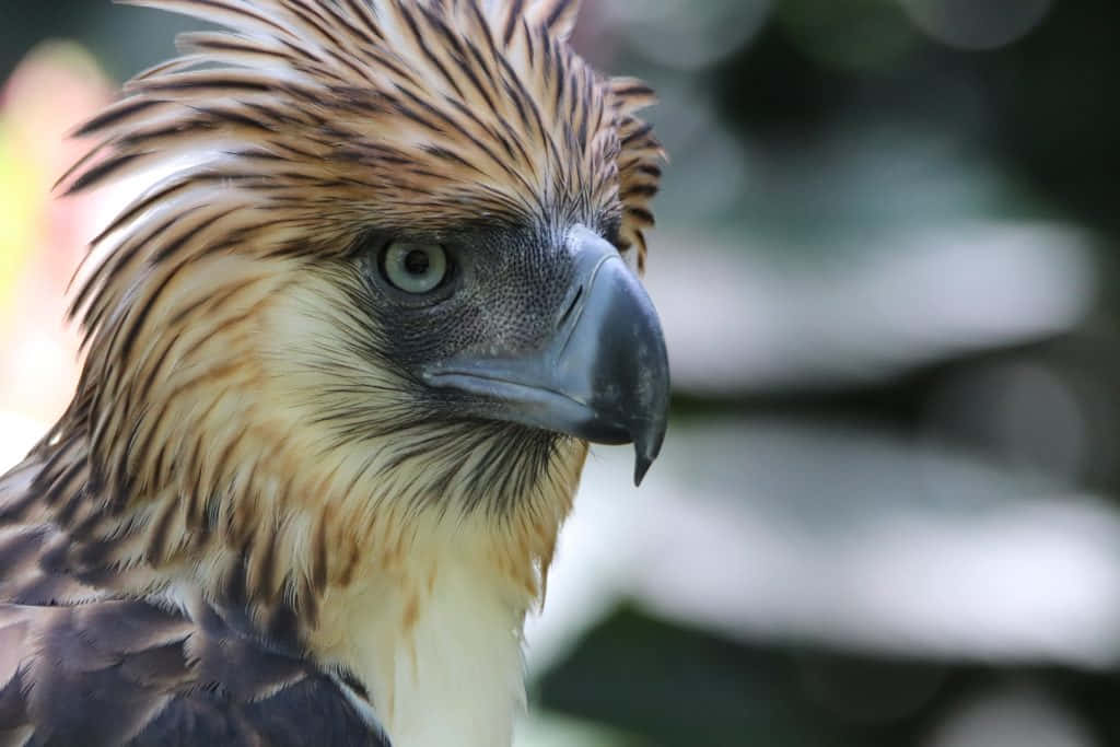 Philippine Eagle, green eyes, detailed feather patterns, SD Desktop Wallpaper