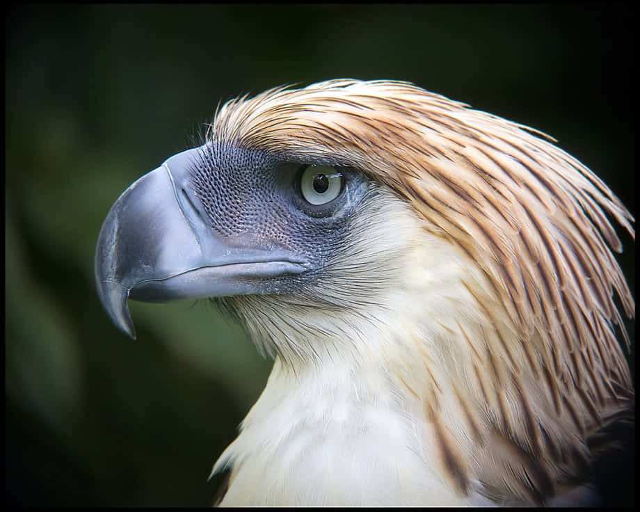 Philippine eagle, intense gaze, detailed feathers, SD Desktop Wallpaper