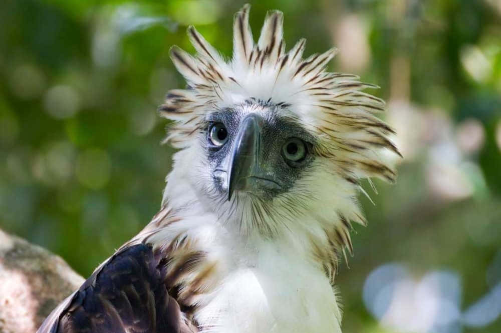 Philippine eagle, striking eyes, spiky white-brown crest, SD Desktop Wallpaper