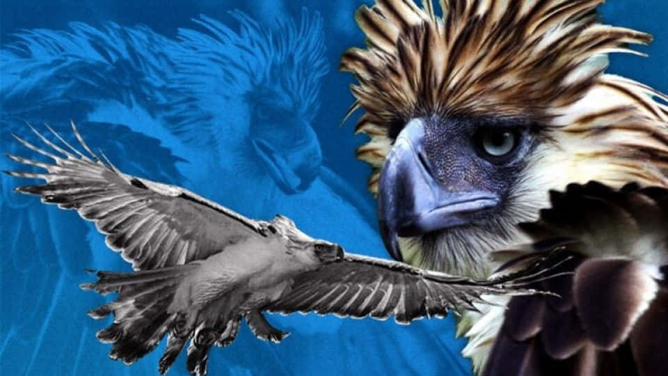 Philippine Eagle, spiky crest, sharp gaze, SD Desktop Wallpaper