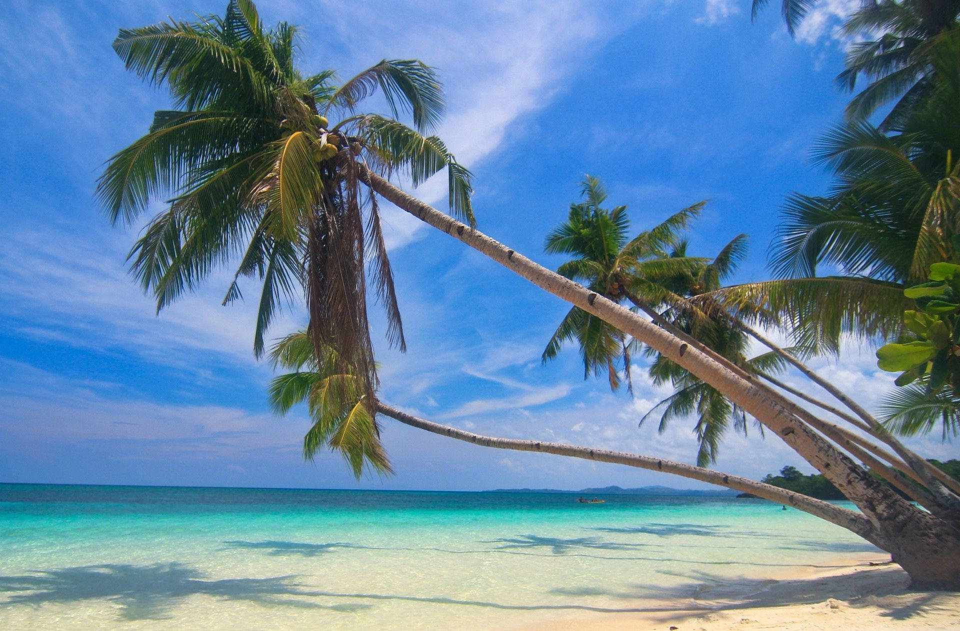 Philippines, palm tree, beach, Full HD Desktop Wallpaper