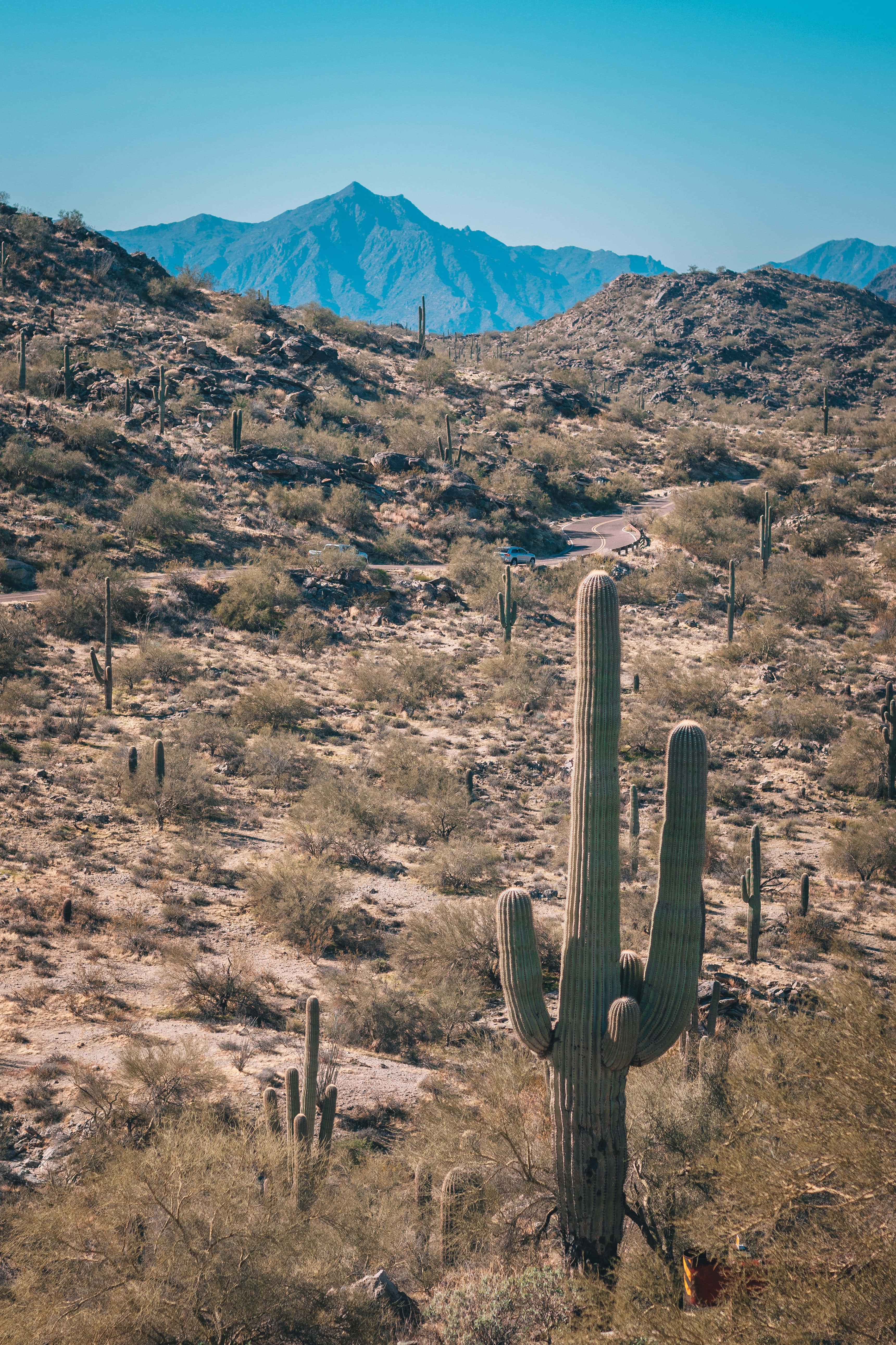 Phoenix Arizona, saguaro cactus, desert valley, 5K Phone Wallpaper