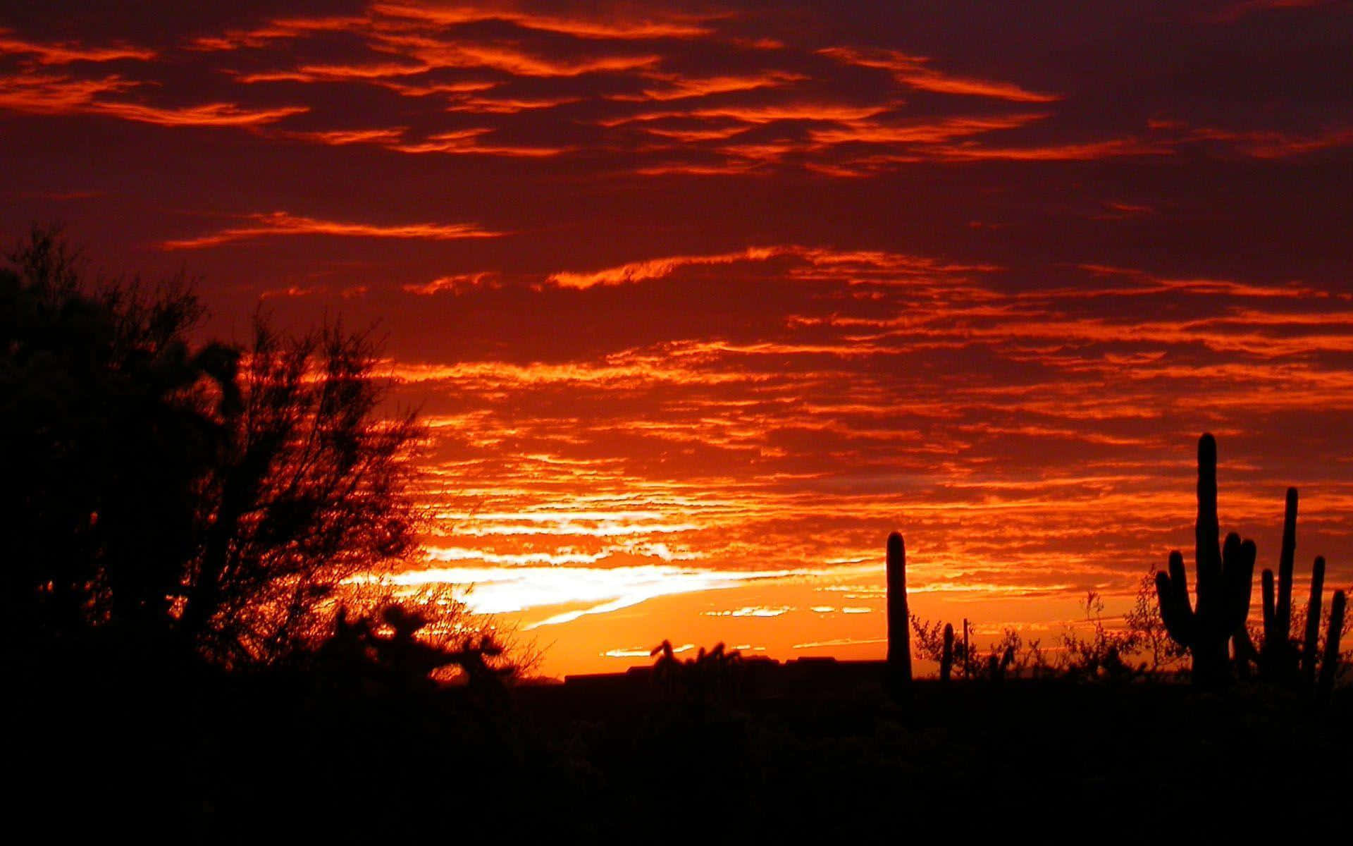 Phoenix, Arizona, saguaro cacti, desert shrubs, Full HD Desktop Wallpaper
