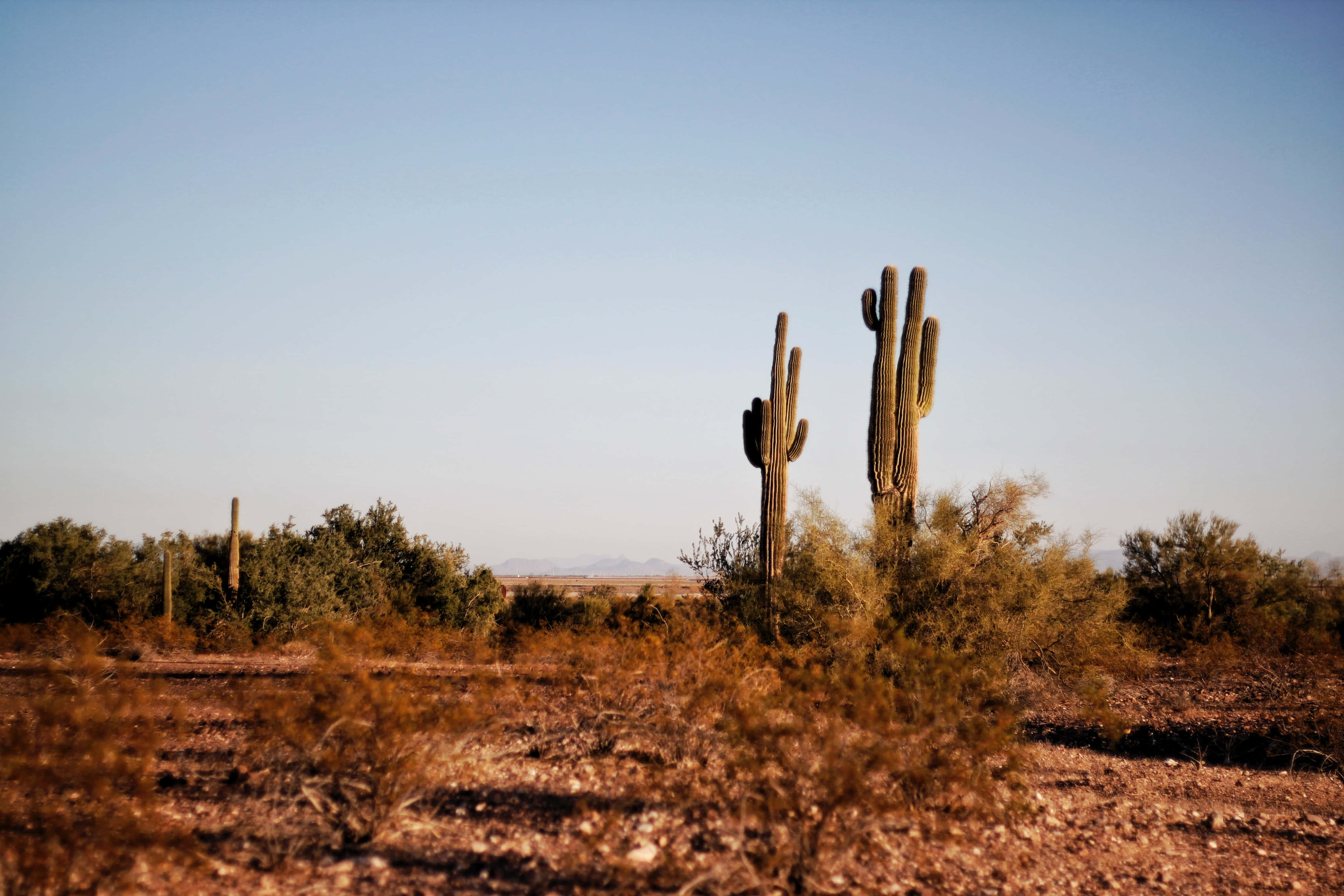 Phoenix, Arizona, saguaro cacti, desert landscape, 4K Desktop Wallpaper