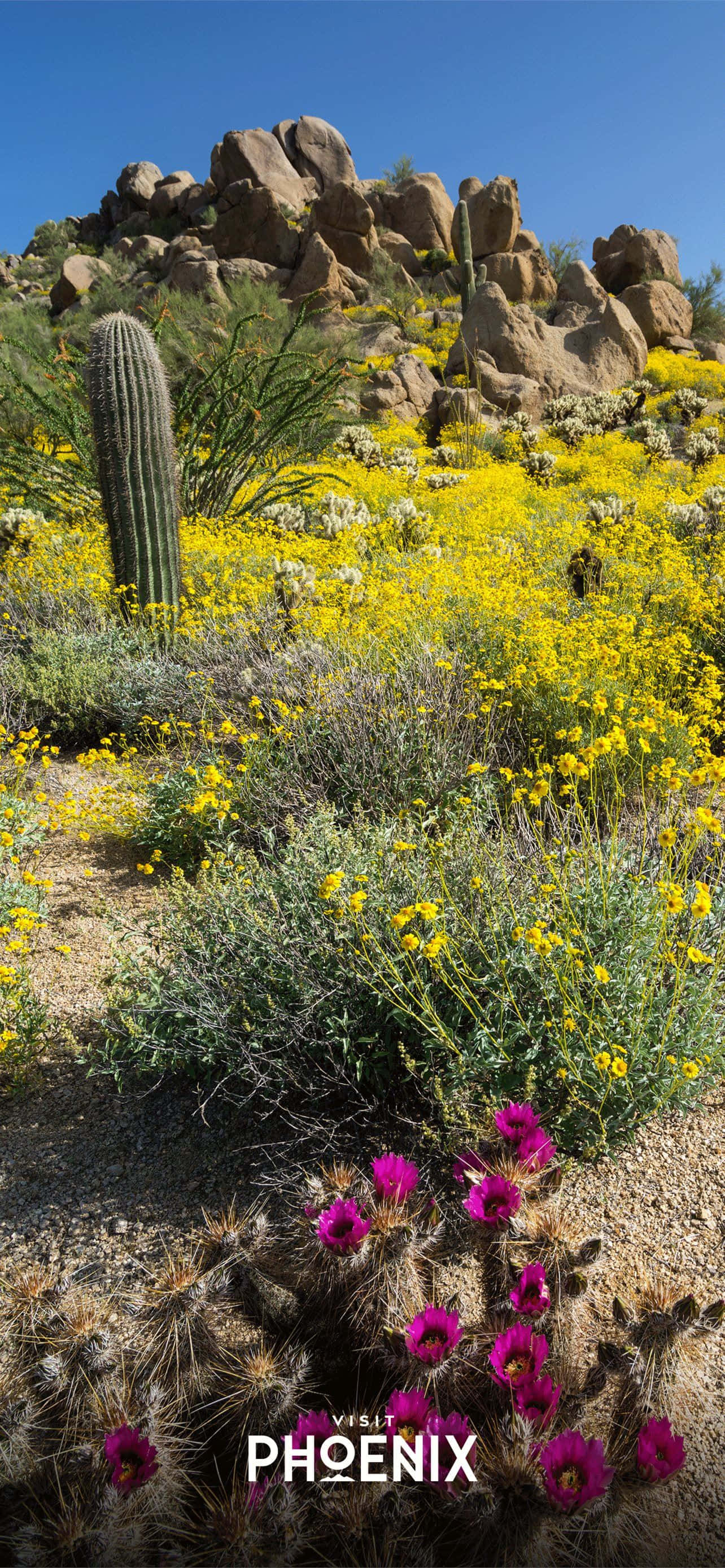 Phoenix, Arizona, vibrant yellow wildflowers, magenta blooms, 2K Phone Wallpaper