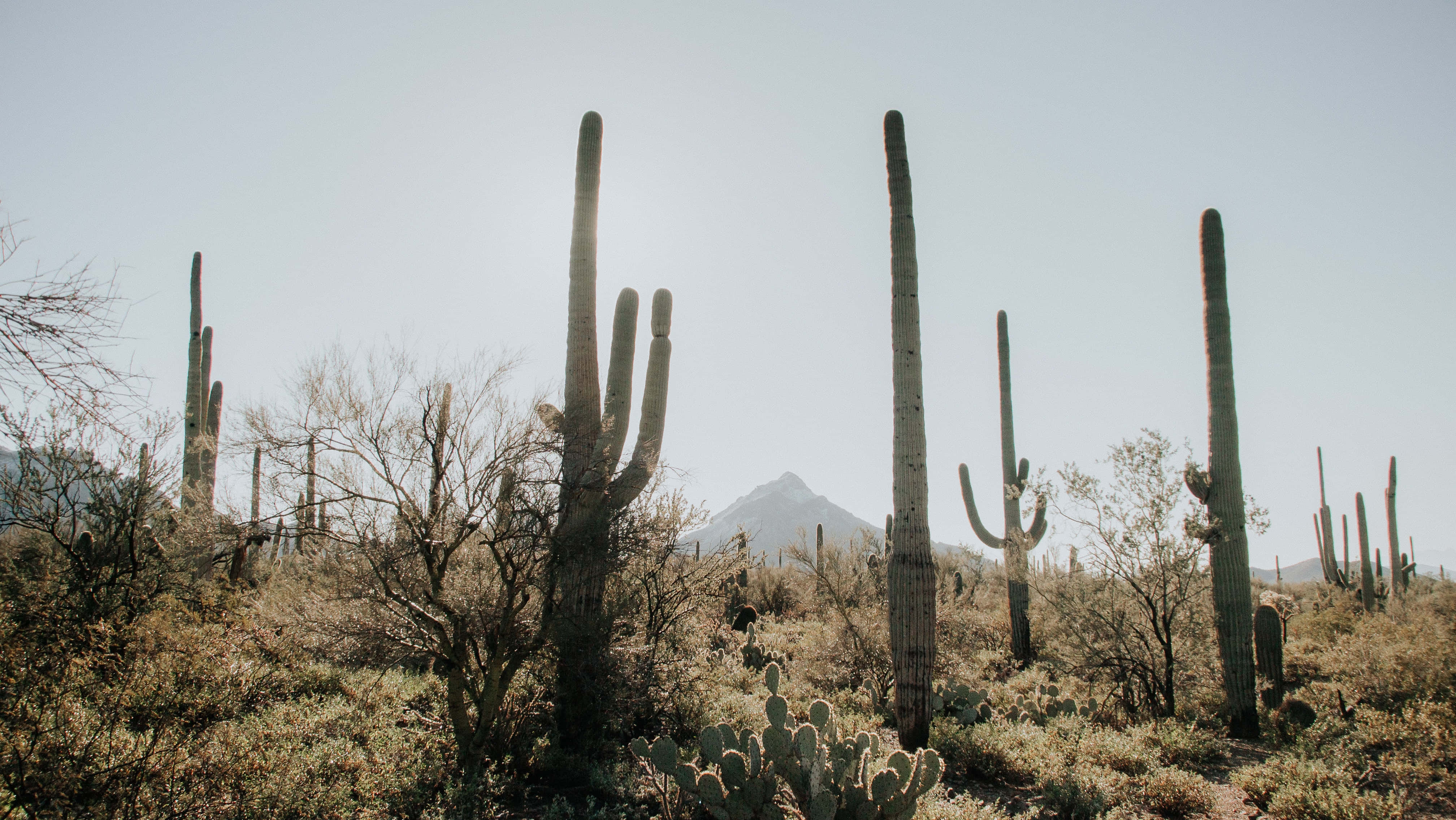 Phoenix Arizona, saguaro cacti, desert, 4K Desktop Wallpaper