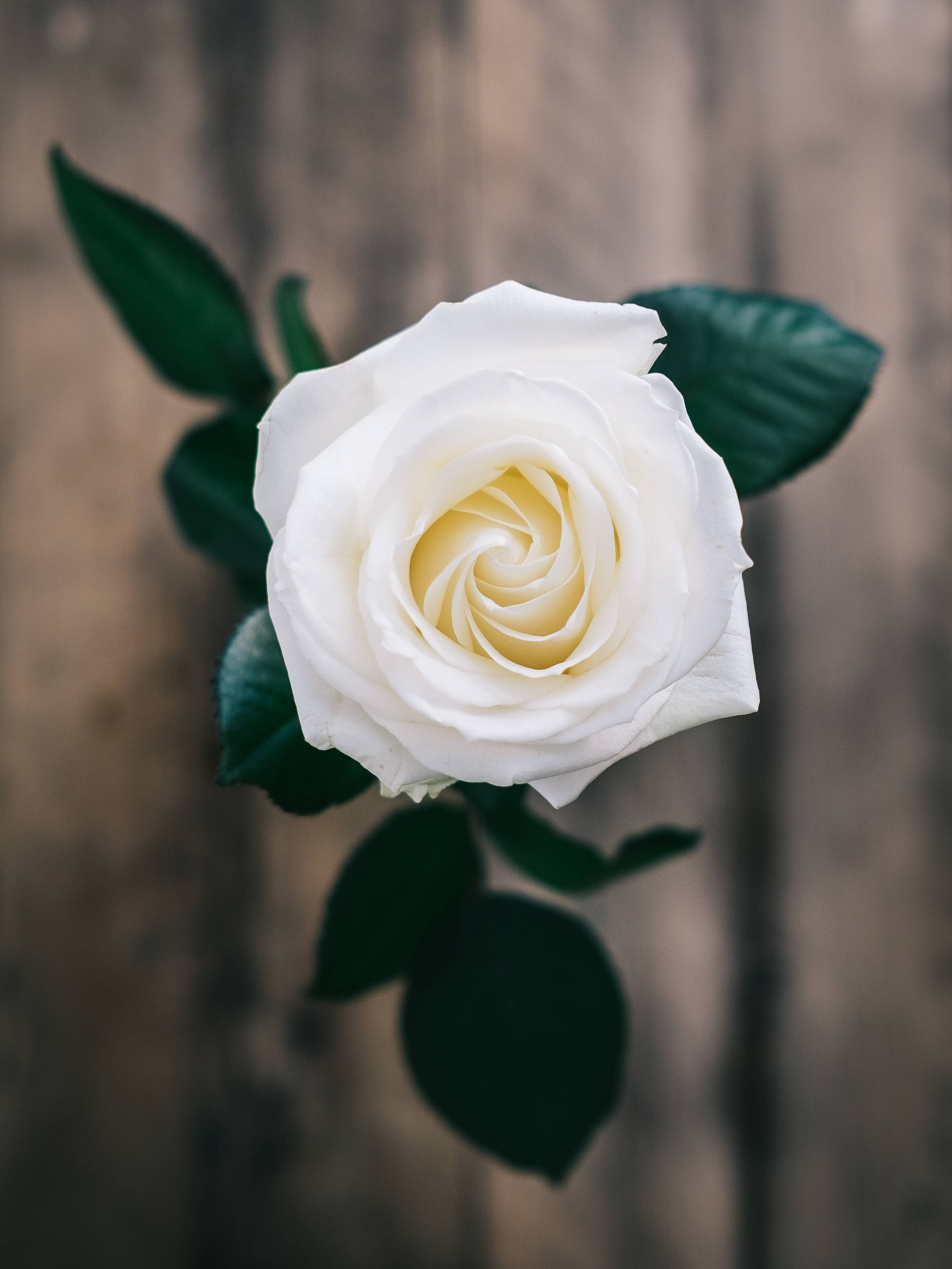 white rose, delicate petals, deep green leaves, 2K Phone Wallpaper