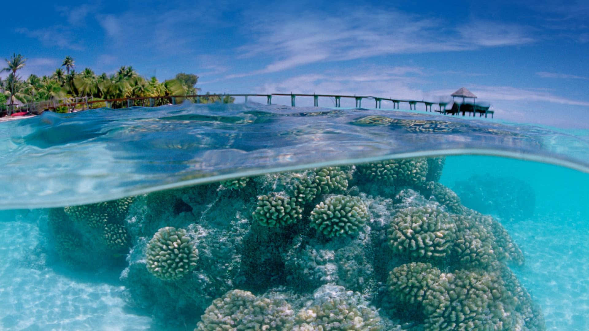 coral reef, shallow ocean water, tropical island, Full HD Desktop Wallpaper
