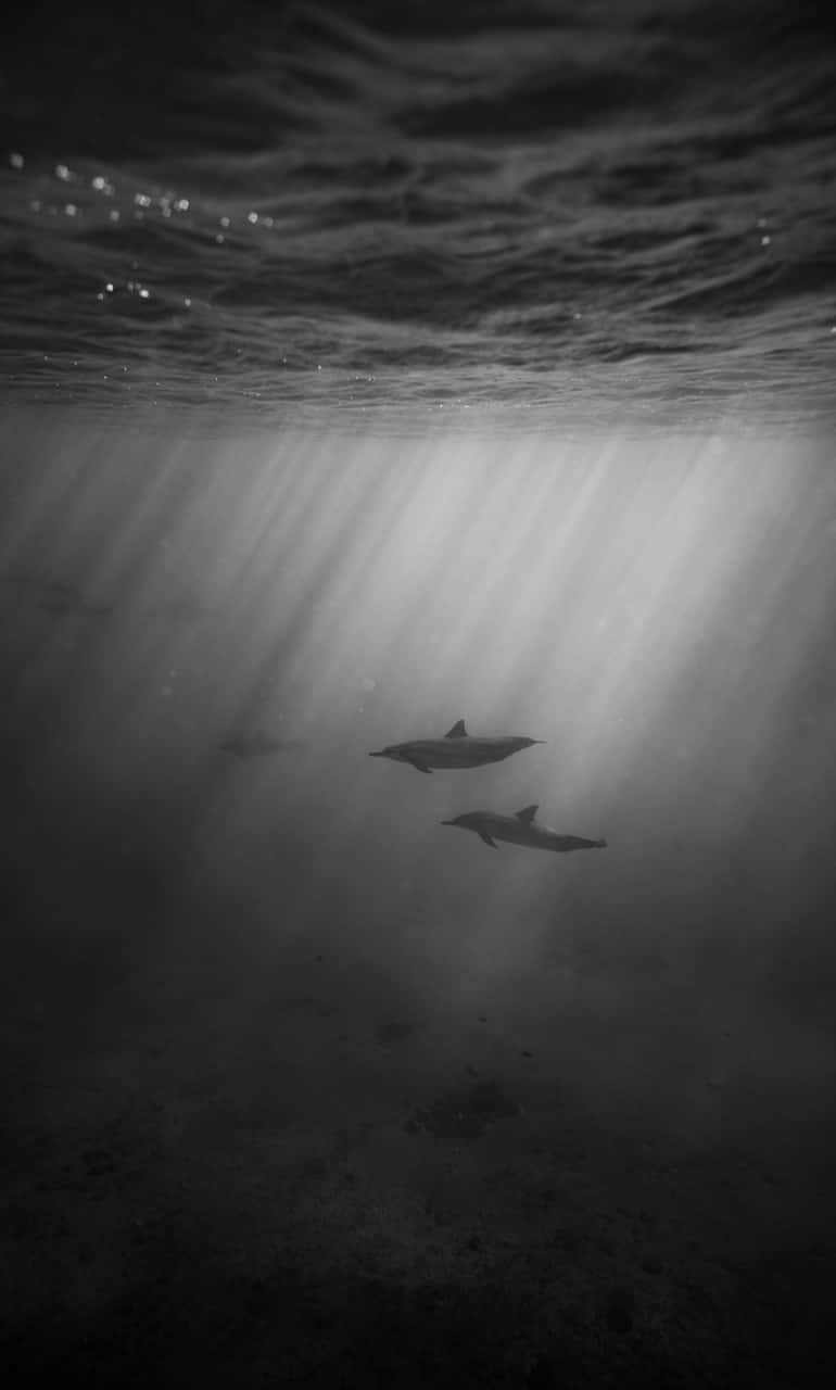 dolphins, sunlit waters, rippling surface, HD Phone Wallpaper