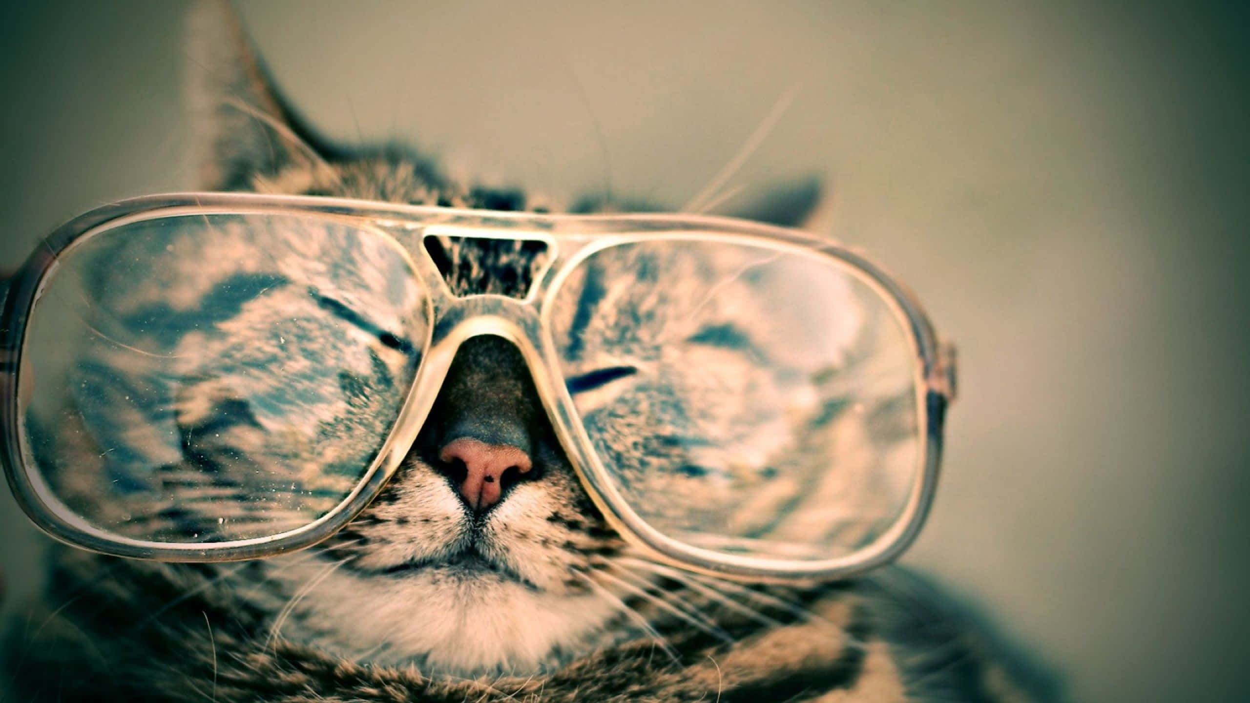 tabby cat, oversized reflective sunglasses, face mirrored in the lenses, 2K Desktop Wallpaper
