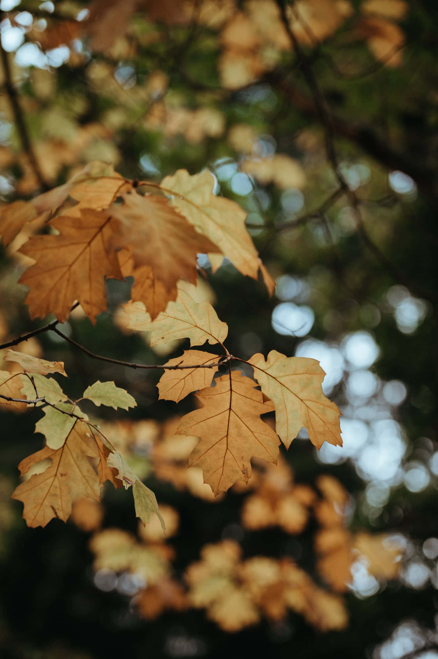 iPhone, autumn leaves, forest, Full HD Phone Wallpaper