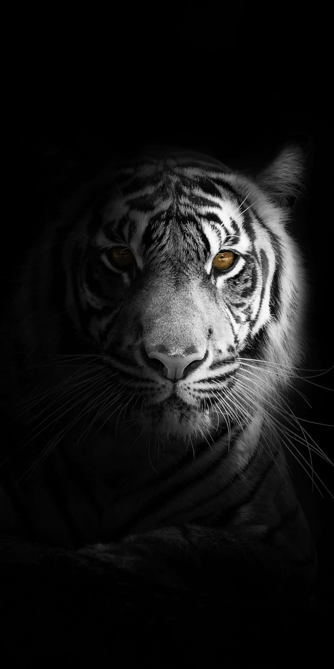 tiger, black and white portrait, glowing amber eyes, Full HD Phone Wallpaper