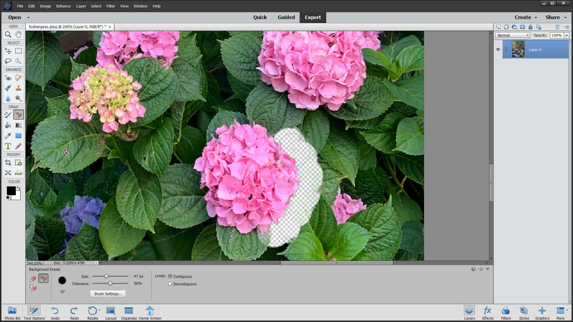 Photoshop, pink hydrangea blooms, lush green leaves, Full HD Desktop Wallpaper