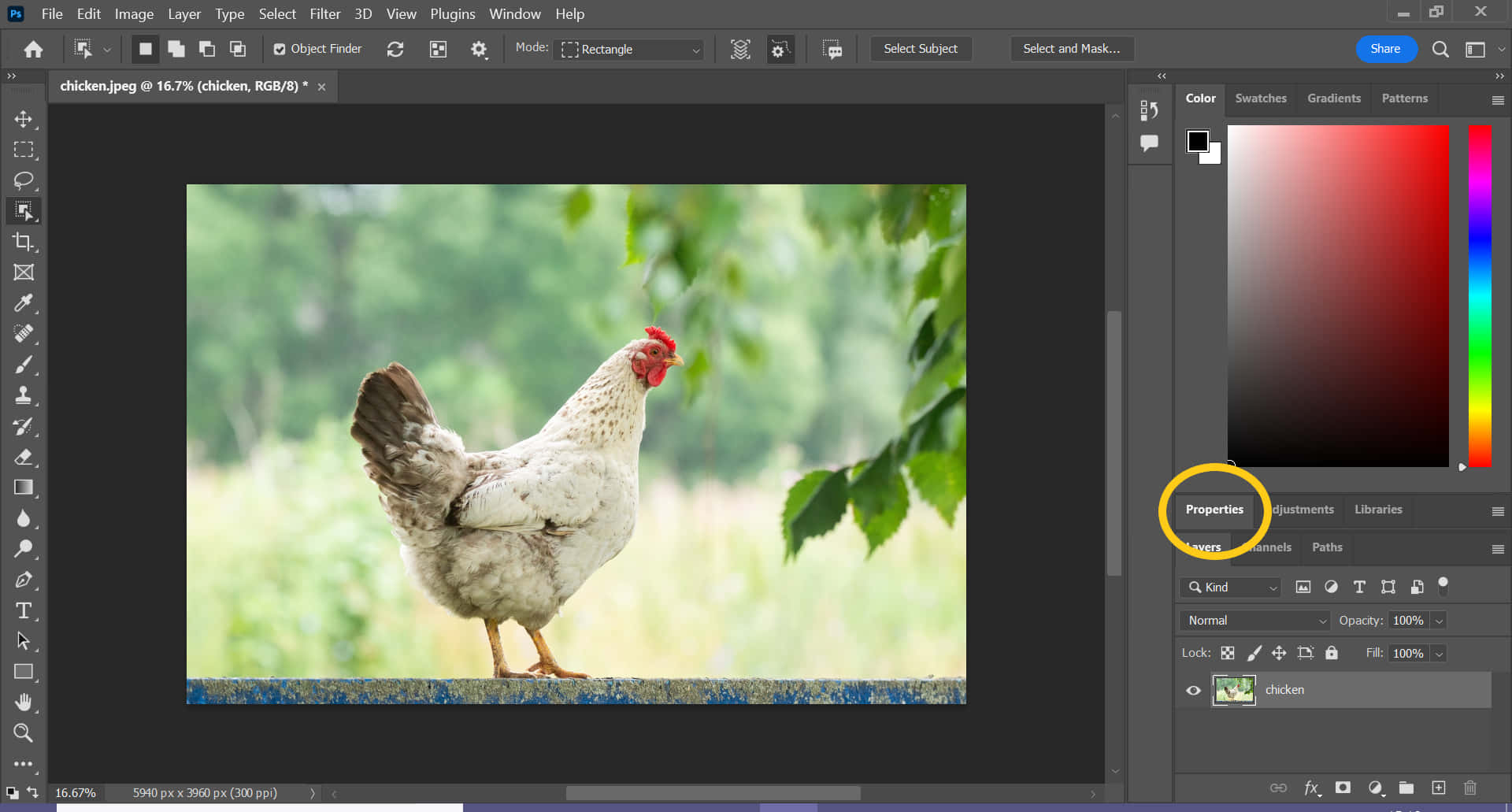 Photoshop, white rooster, blue ledge, Full HD Desktop Wallpaper
