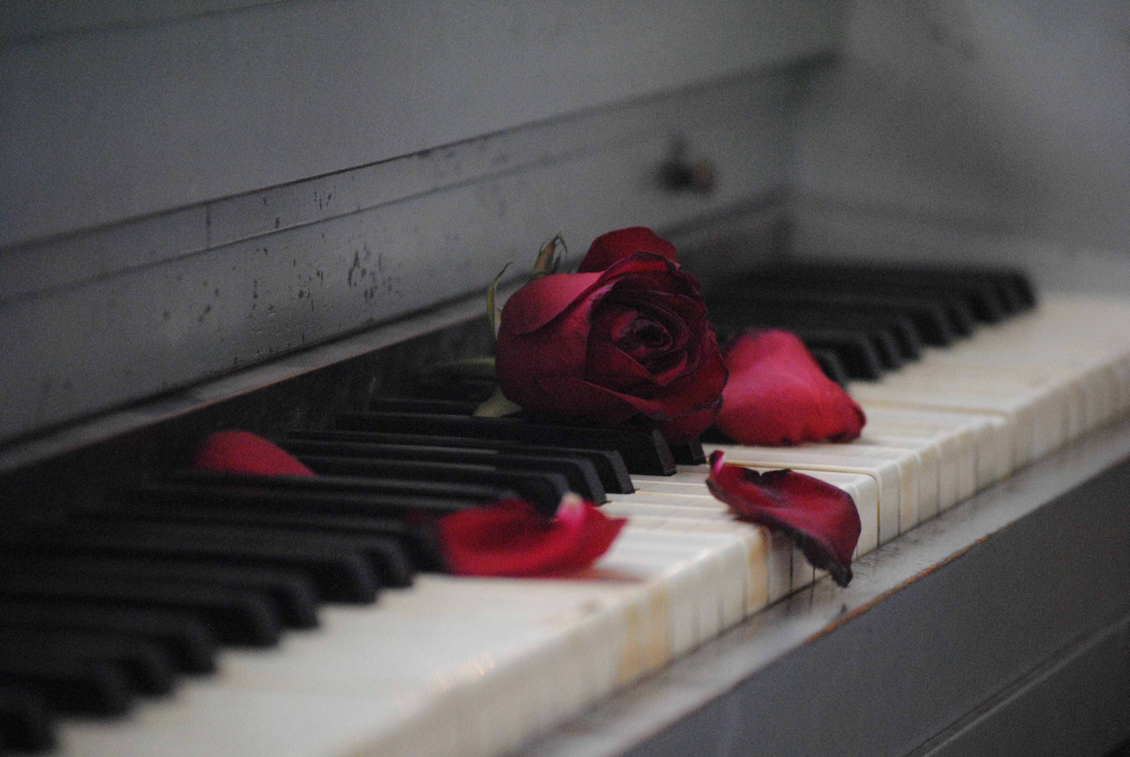 red rose, scattered petals, worn keys, 4K Desktop Wallpaper