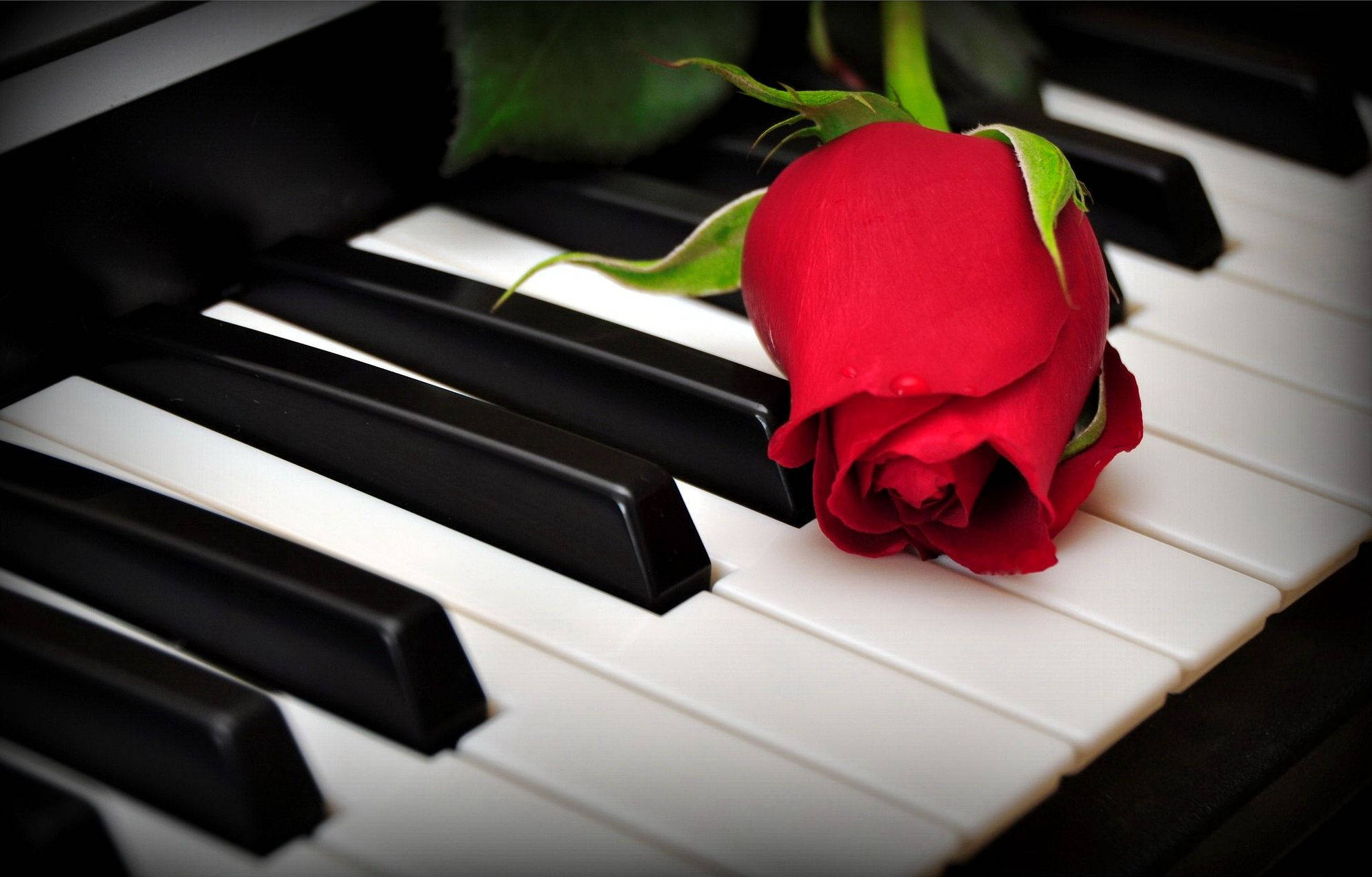 piano, red rose, black and white piano keys, Full HD Desktop Wallpaper