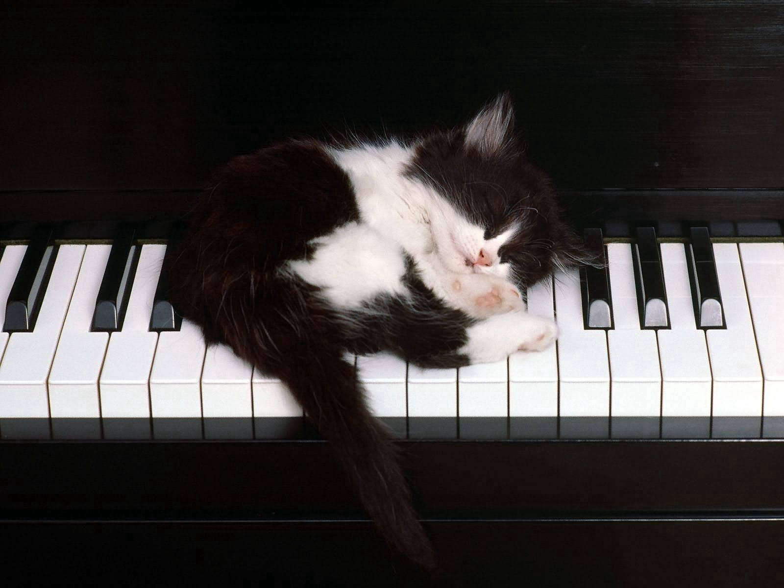 piano, kitten, black and white, HD Desktop Wallpaper