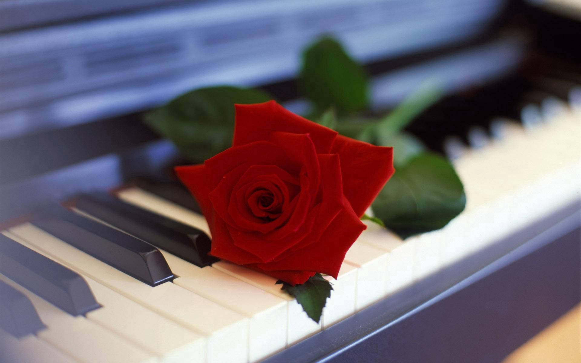 piano, red rose, lush green leaves, Full HD Desktop Wallpaper