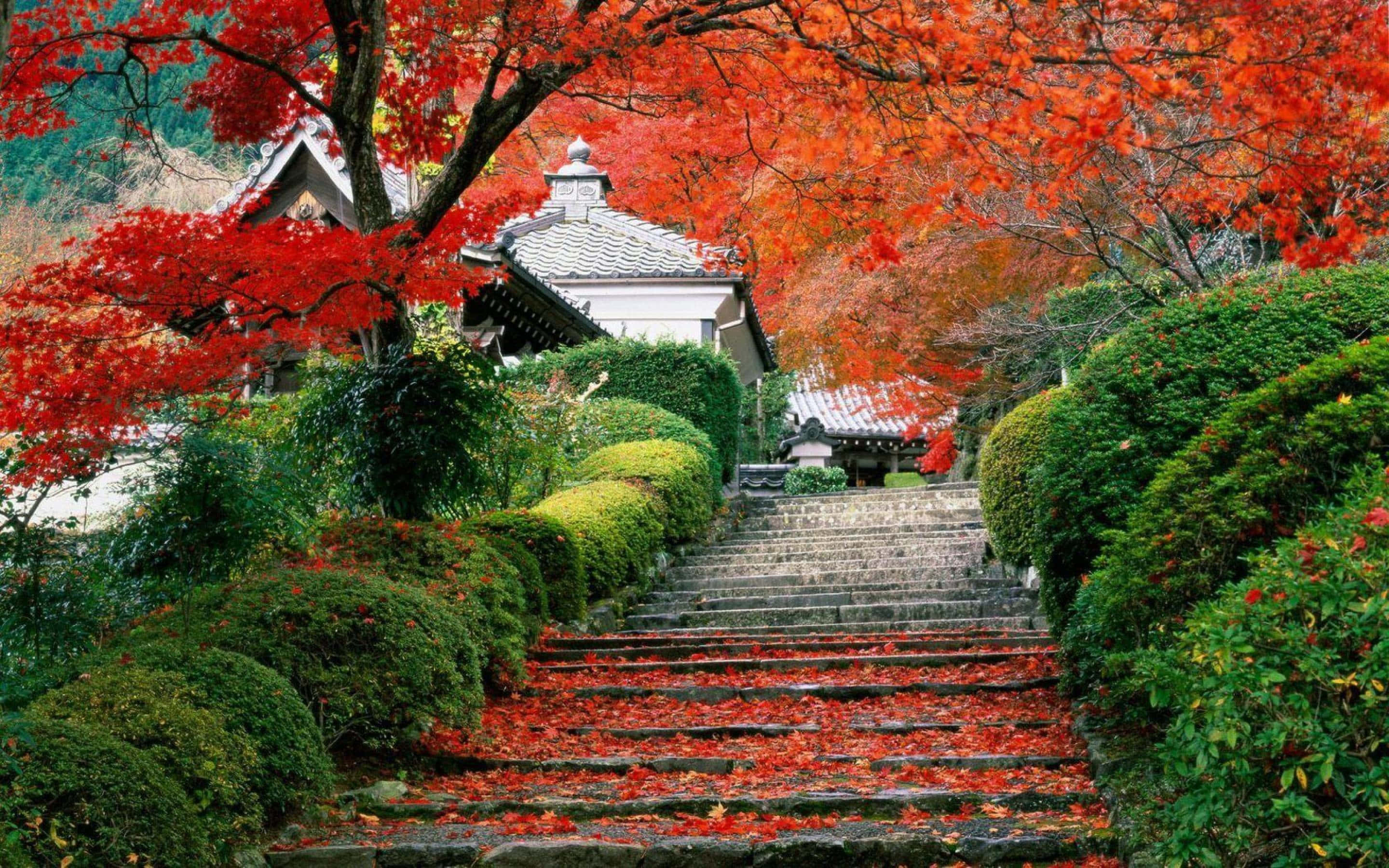 stone staircase, vibrant red maple trees, green shrubs, 2K Desktop Wallpaper