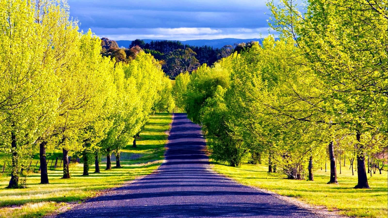 mountain lake, asphalt road, vibrant yellow-green trees, HD Desktop Wallpaper