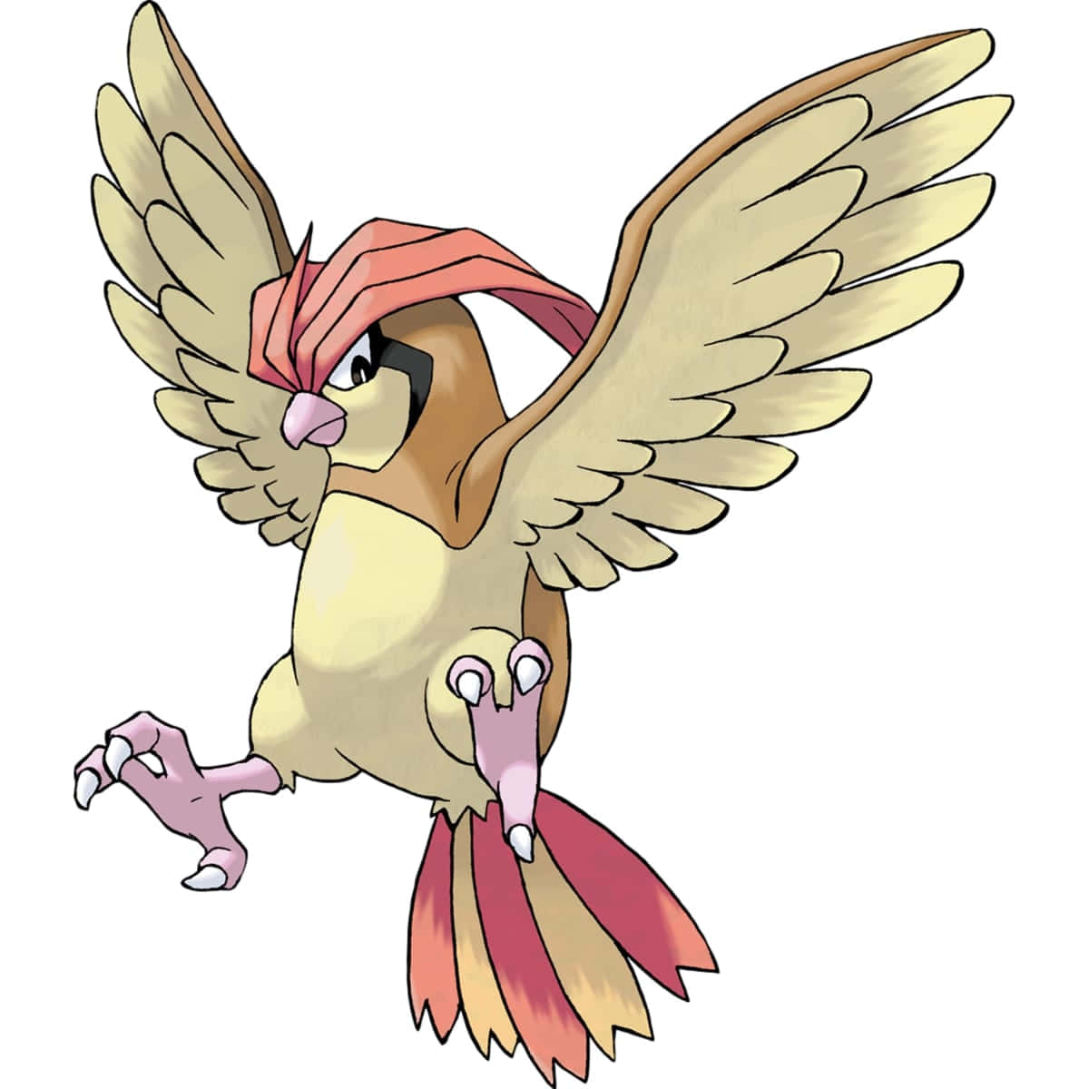 Pidgeotto, tan wings, red crest, SD Desktop Wallpaper