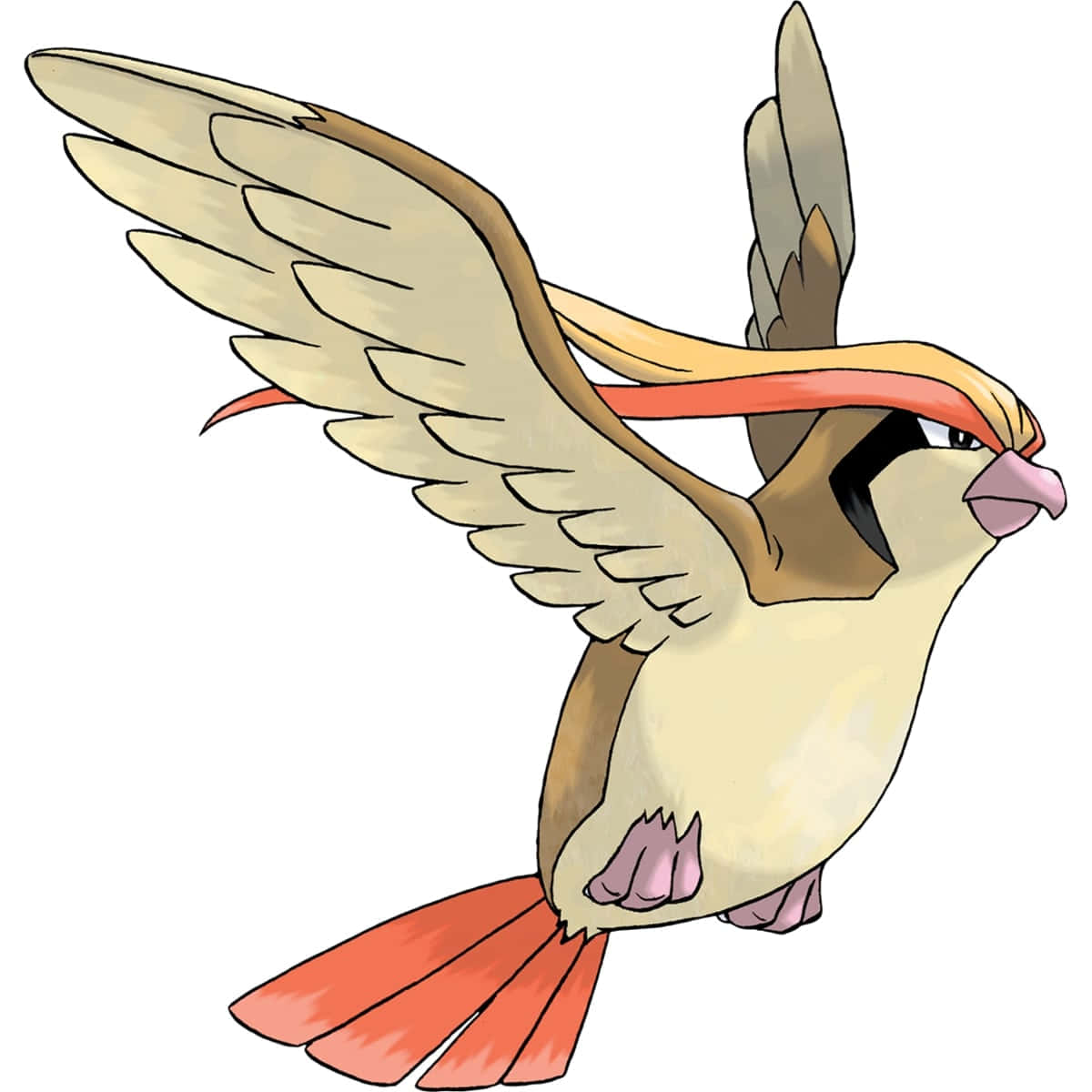 Pidgeotto, cream brown wings, red tail feathers, SD Desktop Wallpaper