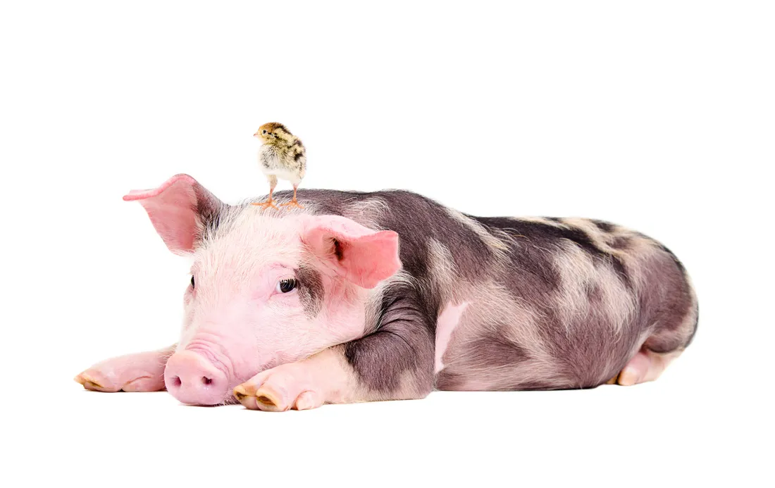 Pig