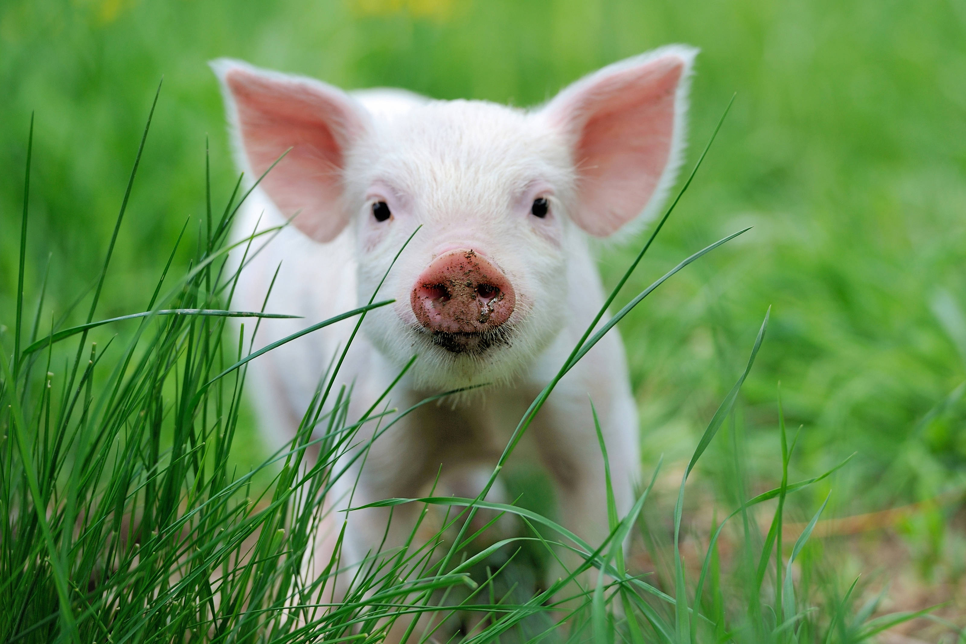 pig, white piglet, pink ears, 2K Desktop Wallpaper