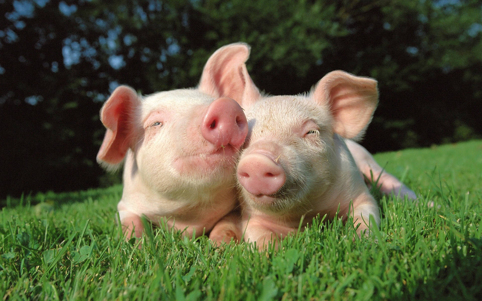 Pig, pink piglets, vibrant green grass, Full HD Desktop Wallpaper