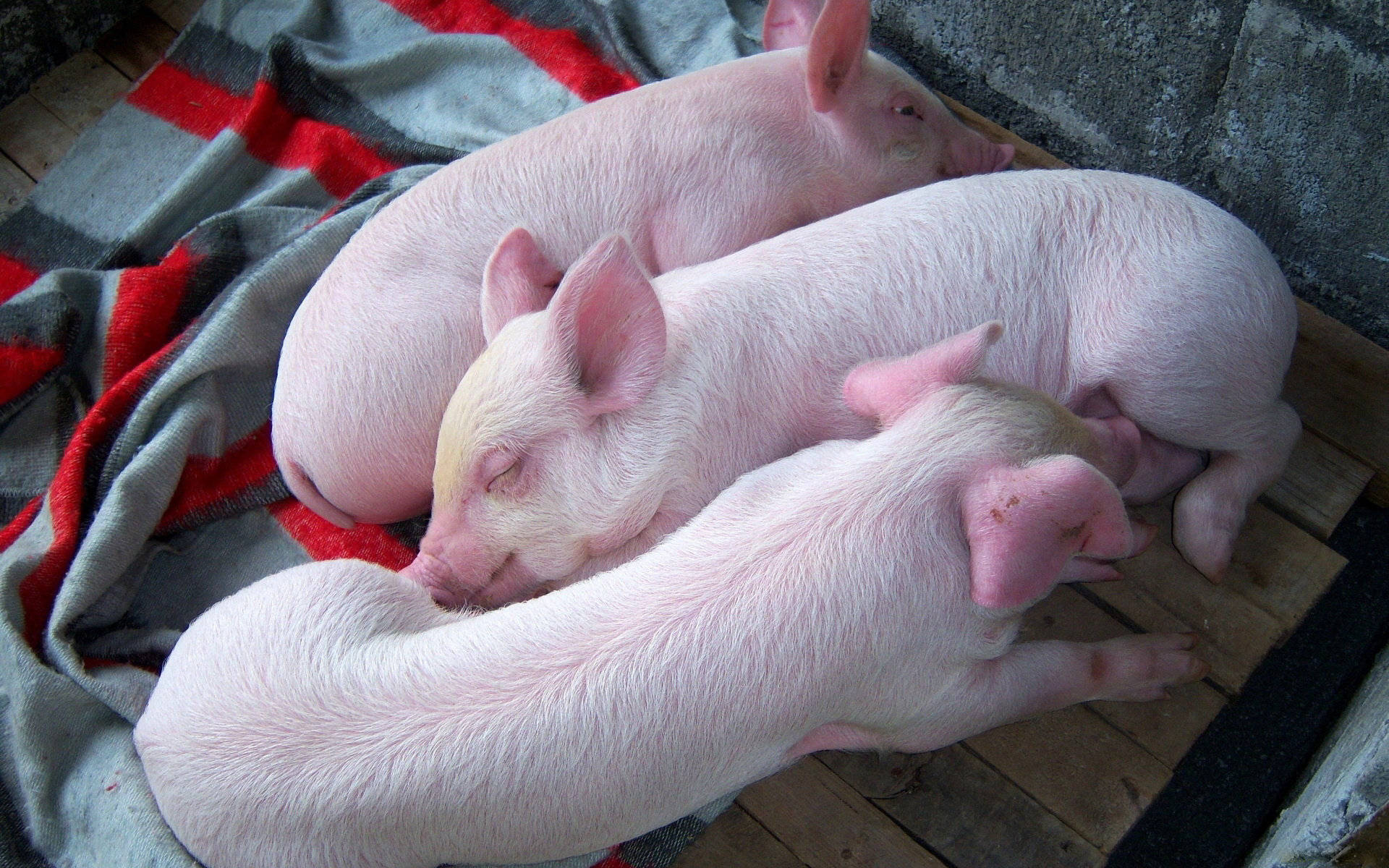 pink piglets, wooden floor, red and gray blanket, Full HD Desktop Wallpaper