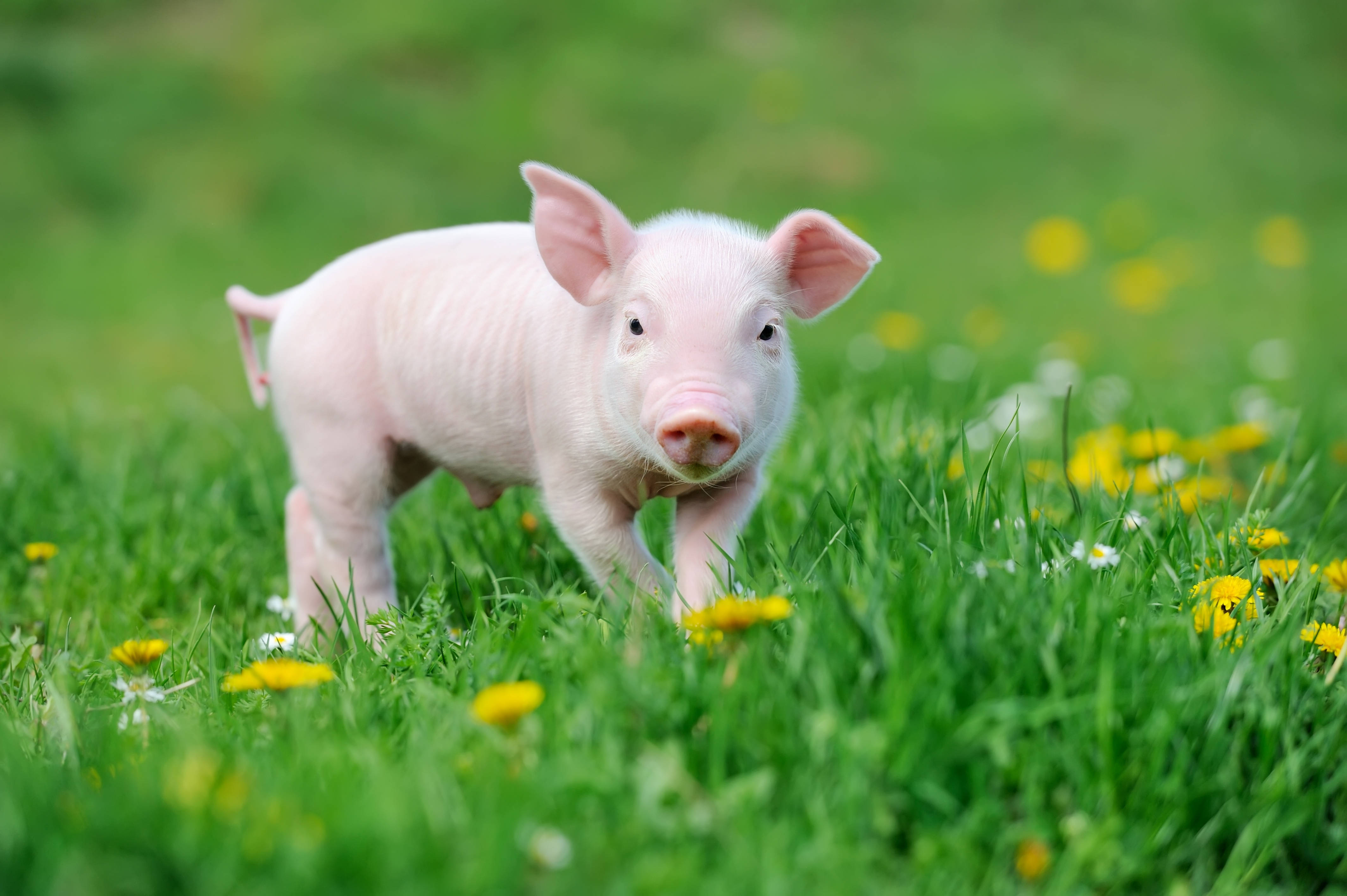 pink piglet, vibrant green grass, yellow dandelions, 4K Desktop Wallpaper