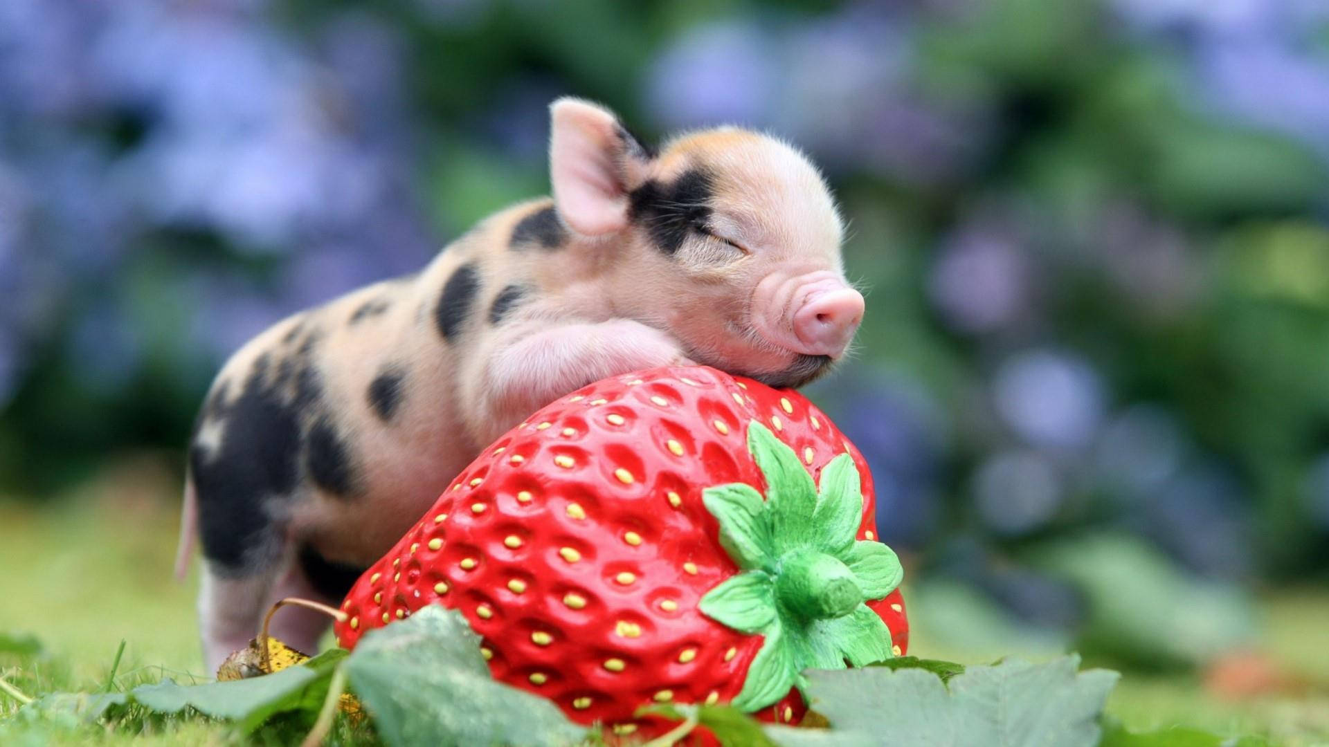 piglet, spotted piglet, giant red strawberry, Full HD Desktop Wallpaper